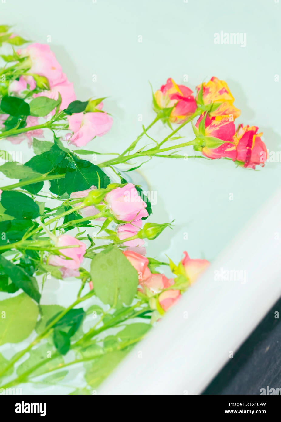 Roses rouges et roses flottant dans baignoire Banque D'Images