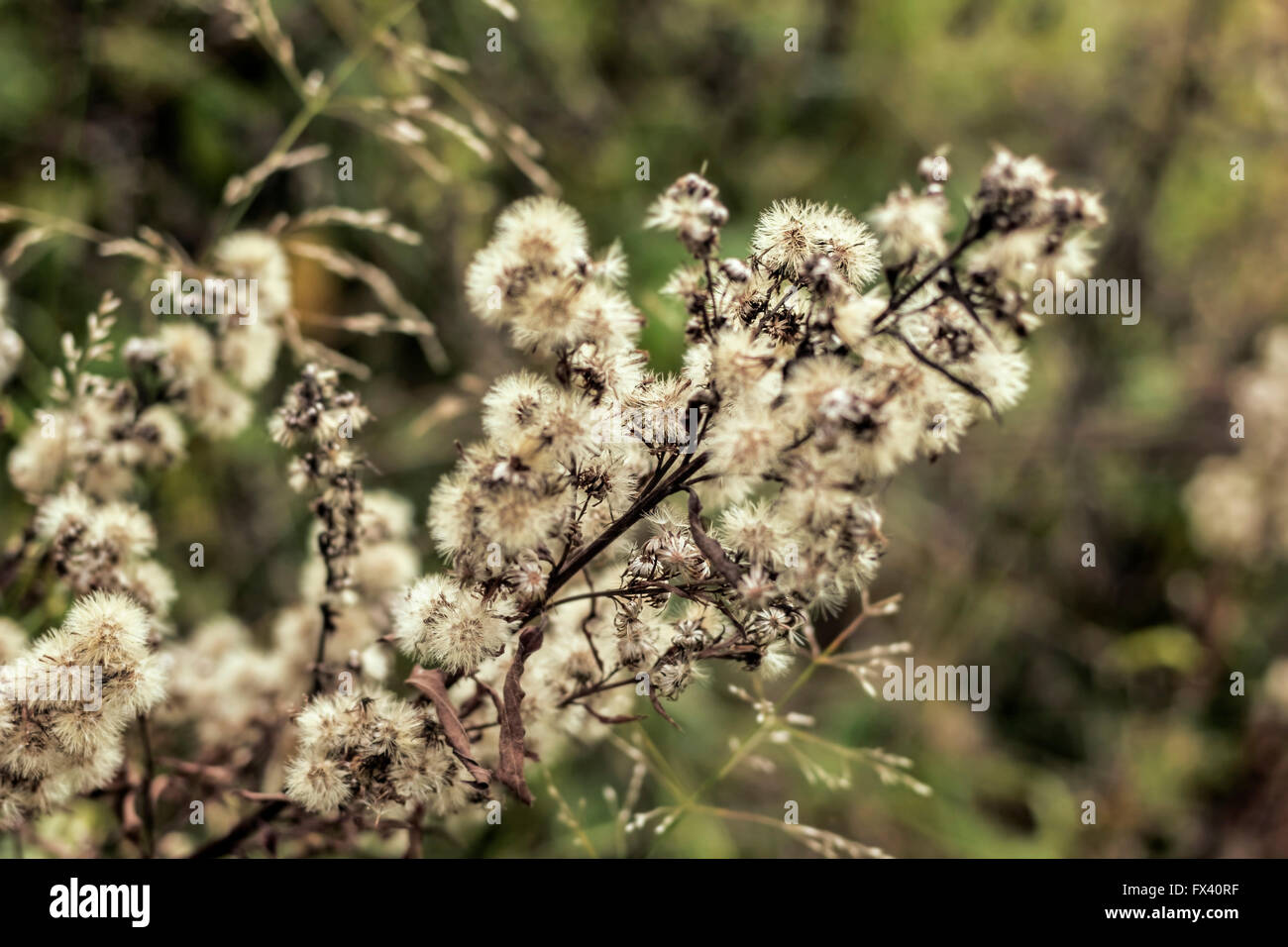 Usine à sec de l'automne avec des fleurs blanc moelleux Banque D'Images