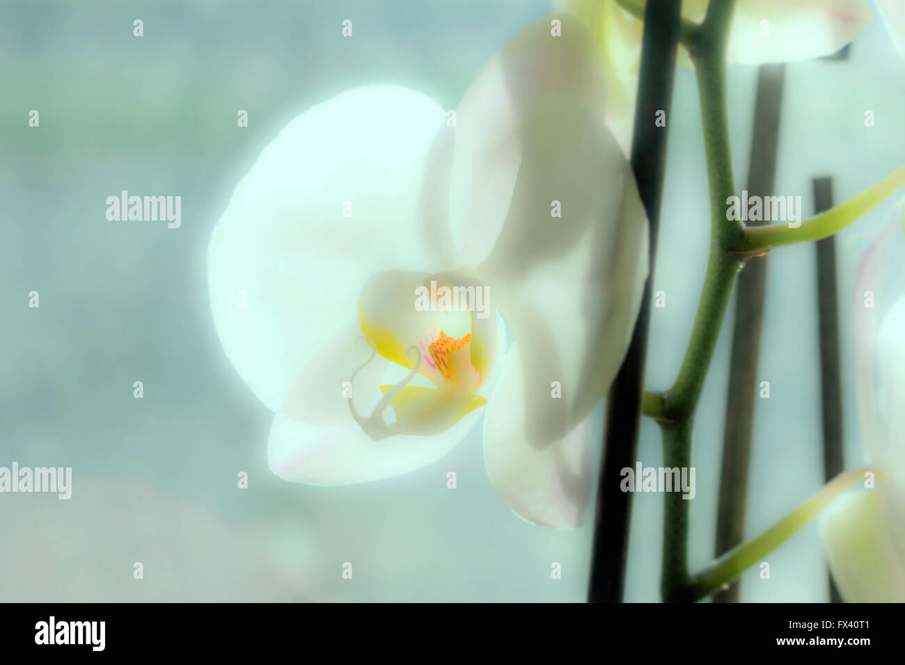 Belle orchidée blanche fleurs de couleurs claires Banque D'Images