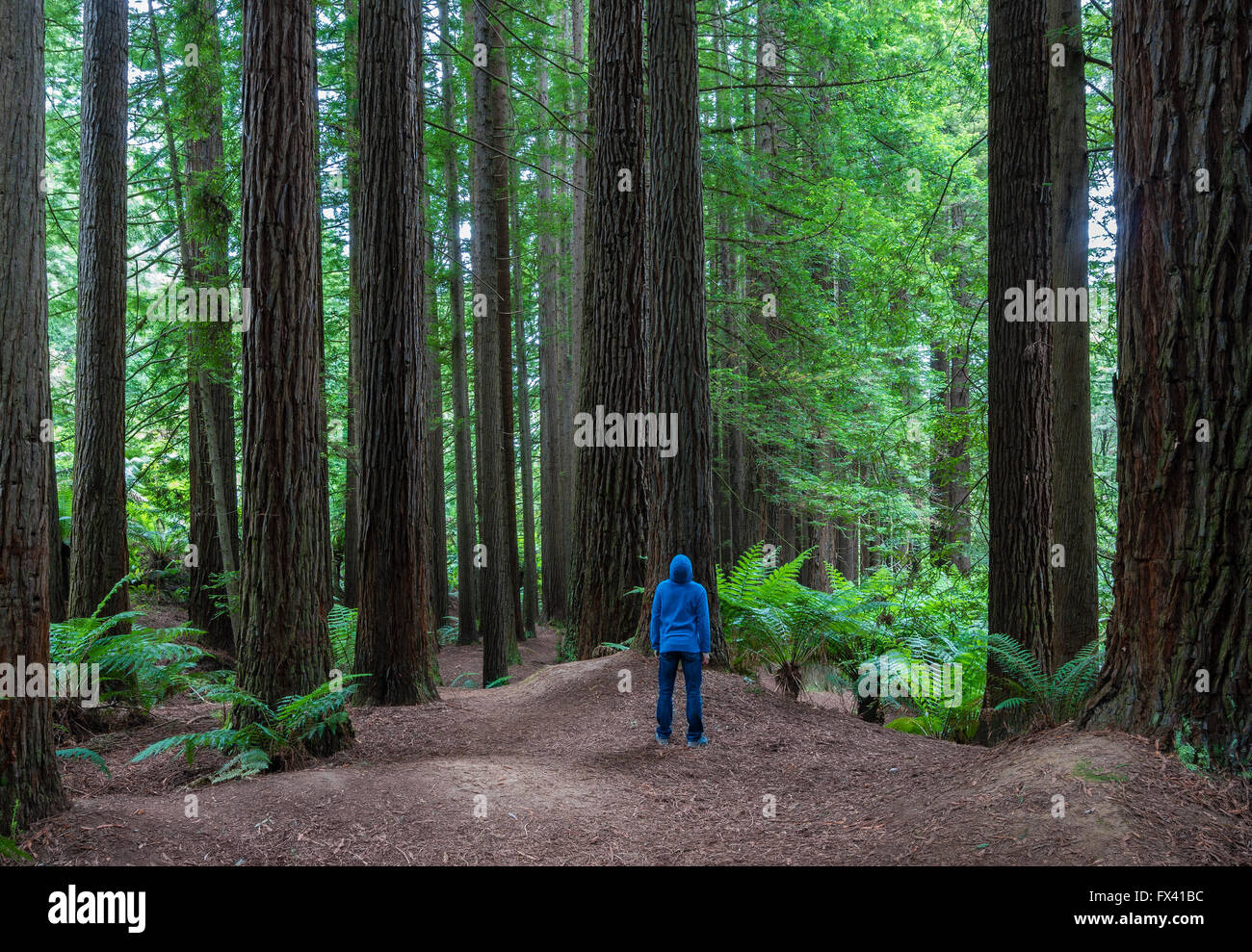 Man looking up in a forest Banque D'Images