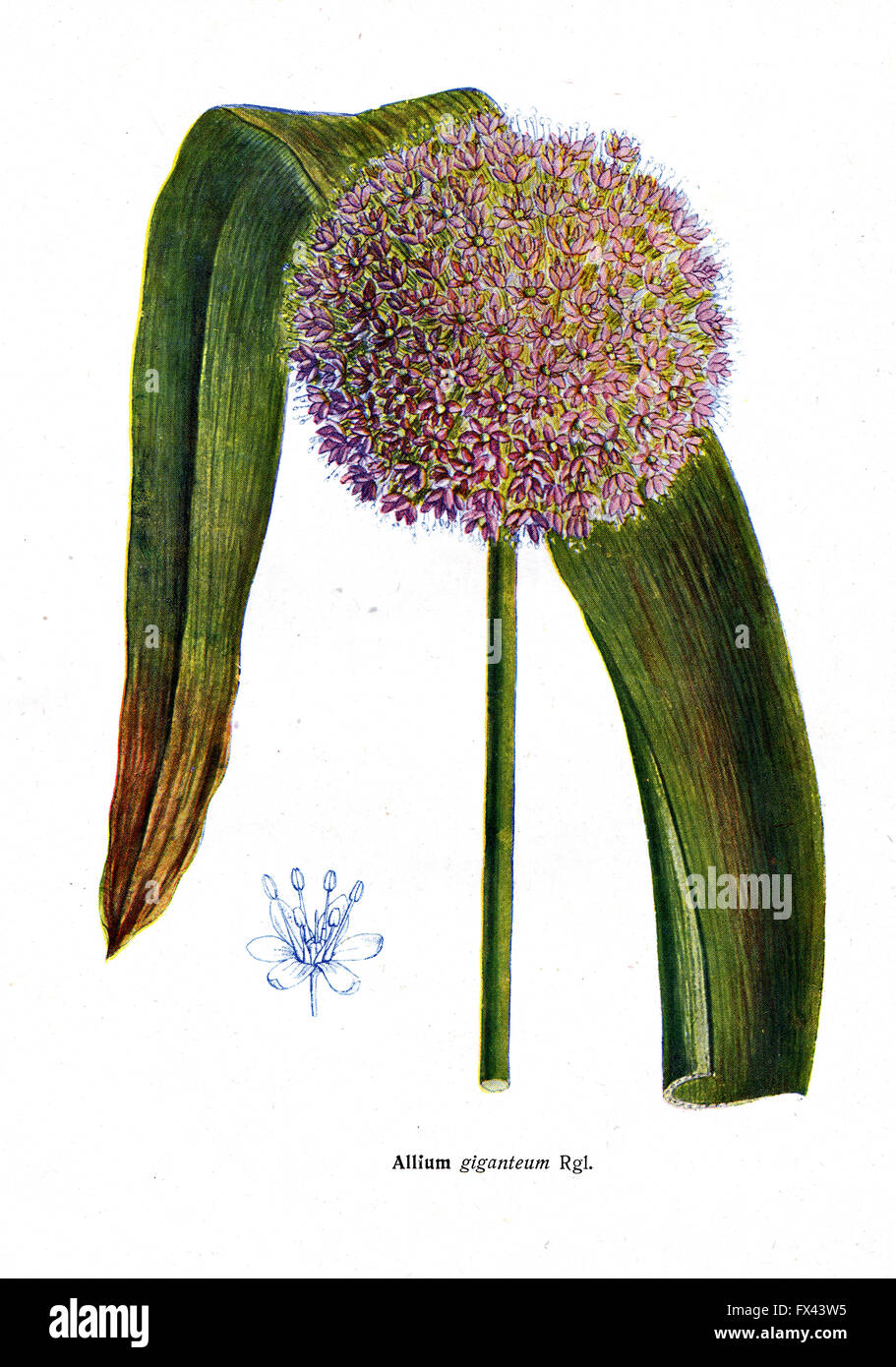 Allium giganteum Rgl - une illustration de l'album "espèce de Condemned bulbes Fleurs de l'Union soviétique", Moscou, 1935 Banque D'Images