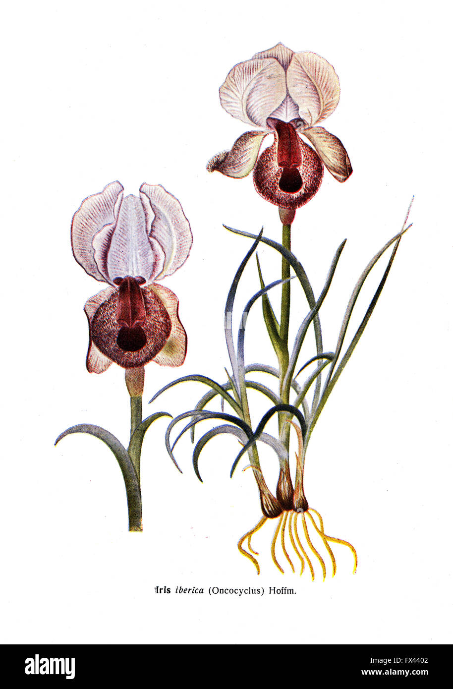 Iberica Iris - Oncocyclus - Hoffm - une illustration de l'album "espèce de Condemned bulbes Fleurs de l'Union soviétique", Moscou, 1935 Banque D'Images