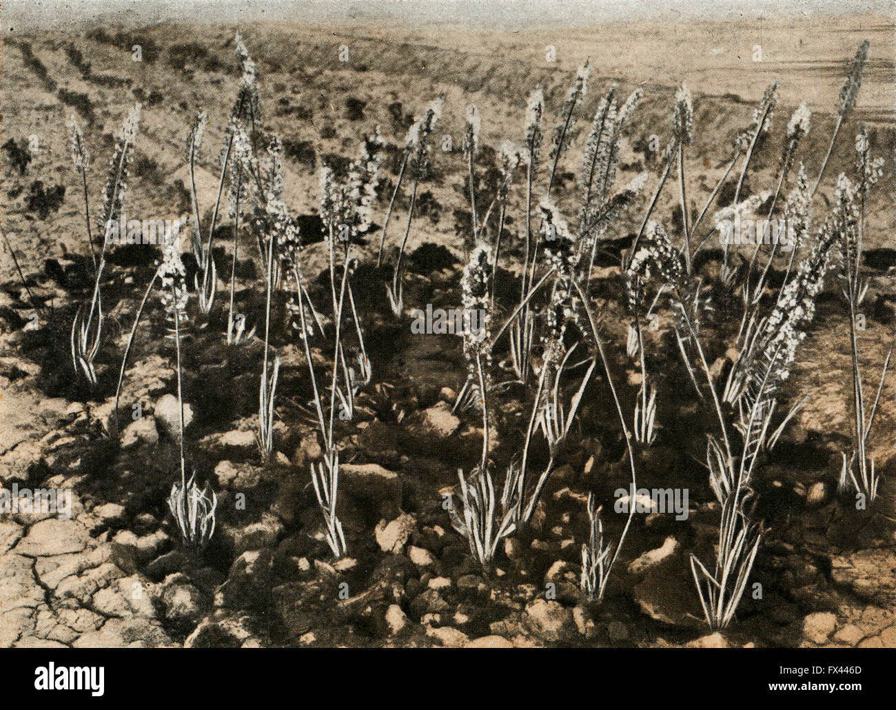 Avis de touffe de wild-groving Eremurus Olgae - une illustration de l'album "espèce de Condemned bulbes Fleurs de l'Union soviétique", Moscou, 1935 Banque D'Images