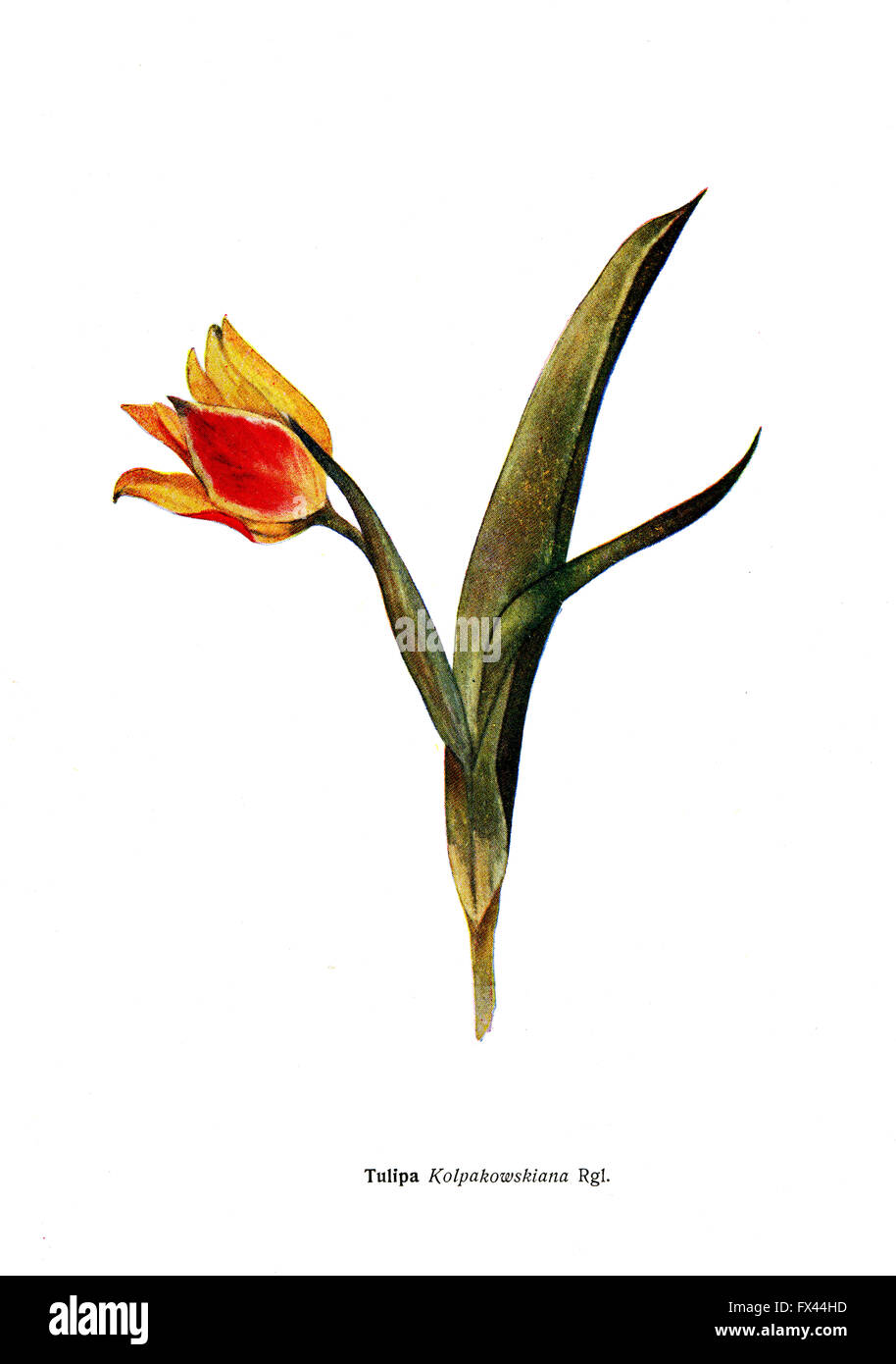 Tulipa Kolpakowskiana Rgl - une illustration de l'album "espèce de Condemned bulbes Fleurs de l'Union soviétique", Moscou, 1935 Banque D'Images