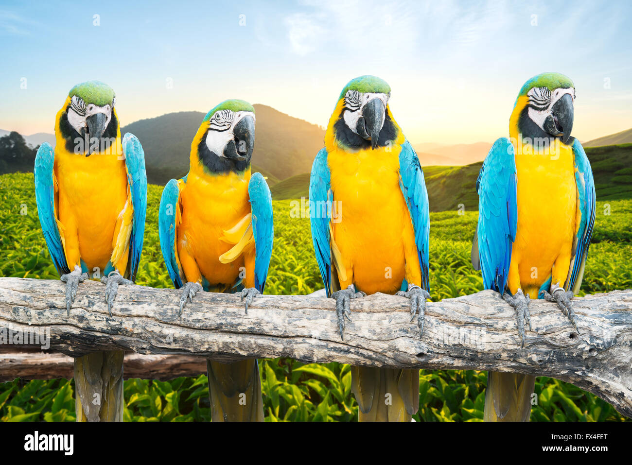 Blue and Gold Macaw sur branch dans les forêts tropicales Banque D'Images