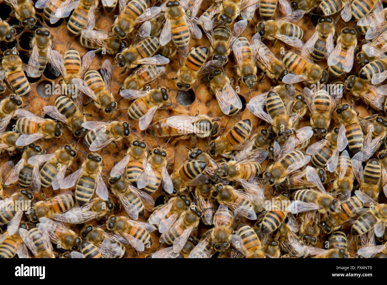 Une reine des abeilles (C) peut être vu sur un nid d'abeilles au centre-ville de Nuremberg, Allemagne, 29 mars 2016. En 2012 Johannes apiculteur Bermueller a commencé à tenir les abeilles dans son jardin et a maintenant 42 colonies à 18 sites de Nuremberg, Fürth, et Stein. Ses abeilles également buzz sur le Château de Nuremberg, le mur de la ville, et sur le toit d'une compagnie d'assurance. Bermueller commercialise les pierres comme 'ville de Nuremberg le miel." Photo : DANIEL KARMANN/dpa Banque D'Images