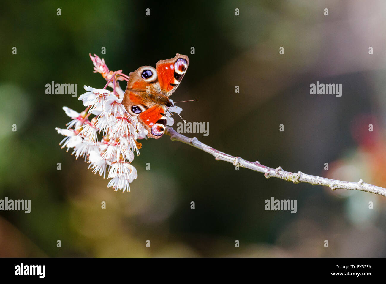 12 avril, 2016. Météo France : 12 avril 2016. Un papillon paon (Inachis io) sur certaines terres cherry blossom dans le chaud soleil matinal, East Sussex, UK Crédit : Ed Brown/Alamy Live News Banque D'Images