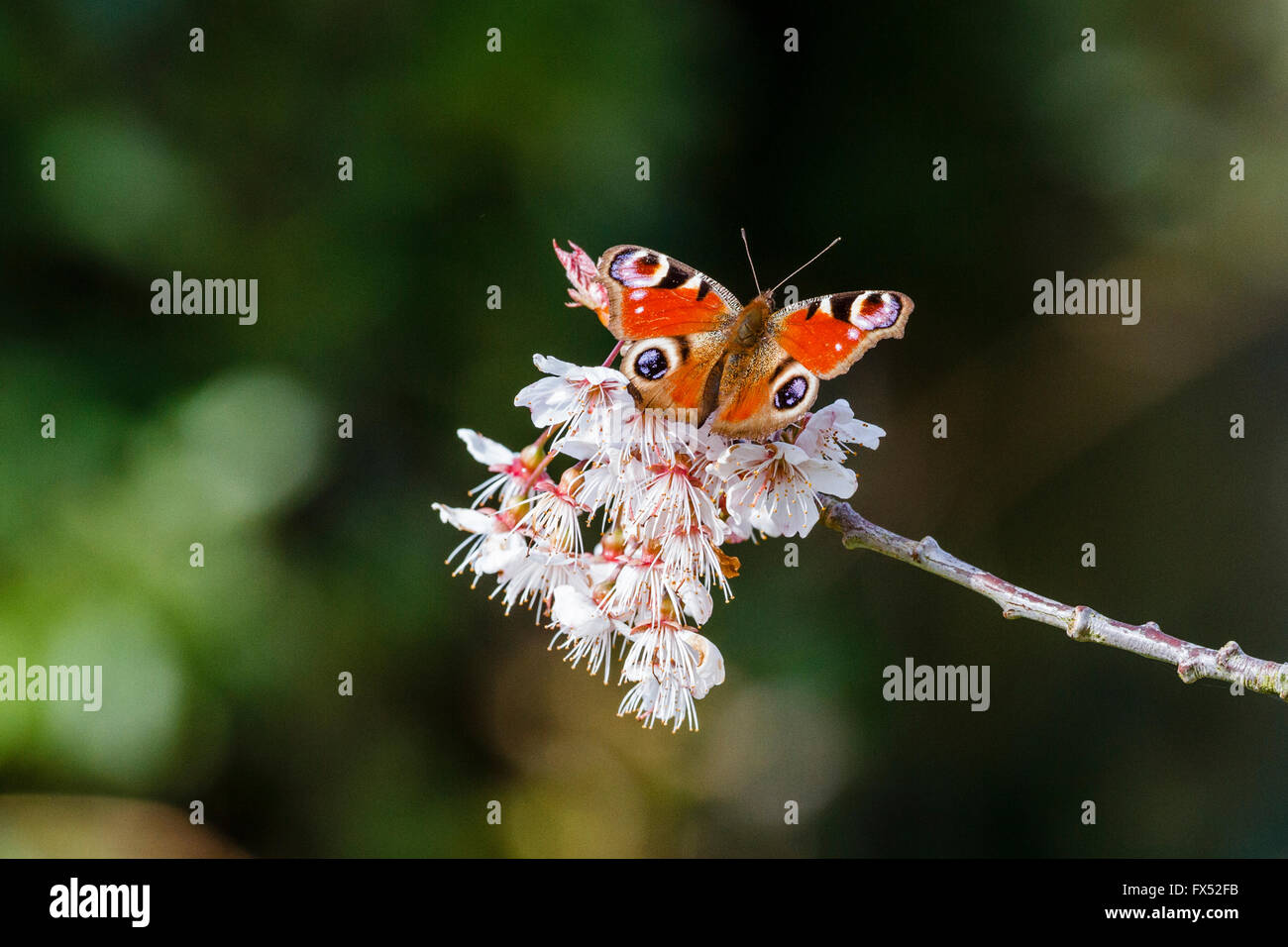 12 avril, 2016. Météo France : 12 avril 2016. Un papillon paon (Inachis io) sur certaines terres cherry blossom dans le chaud soleil matinal, East Sussex, UK Crédit : Ed Brown/Alamy Live News Banque D'Images