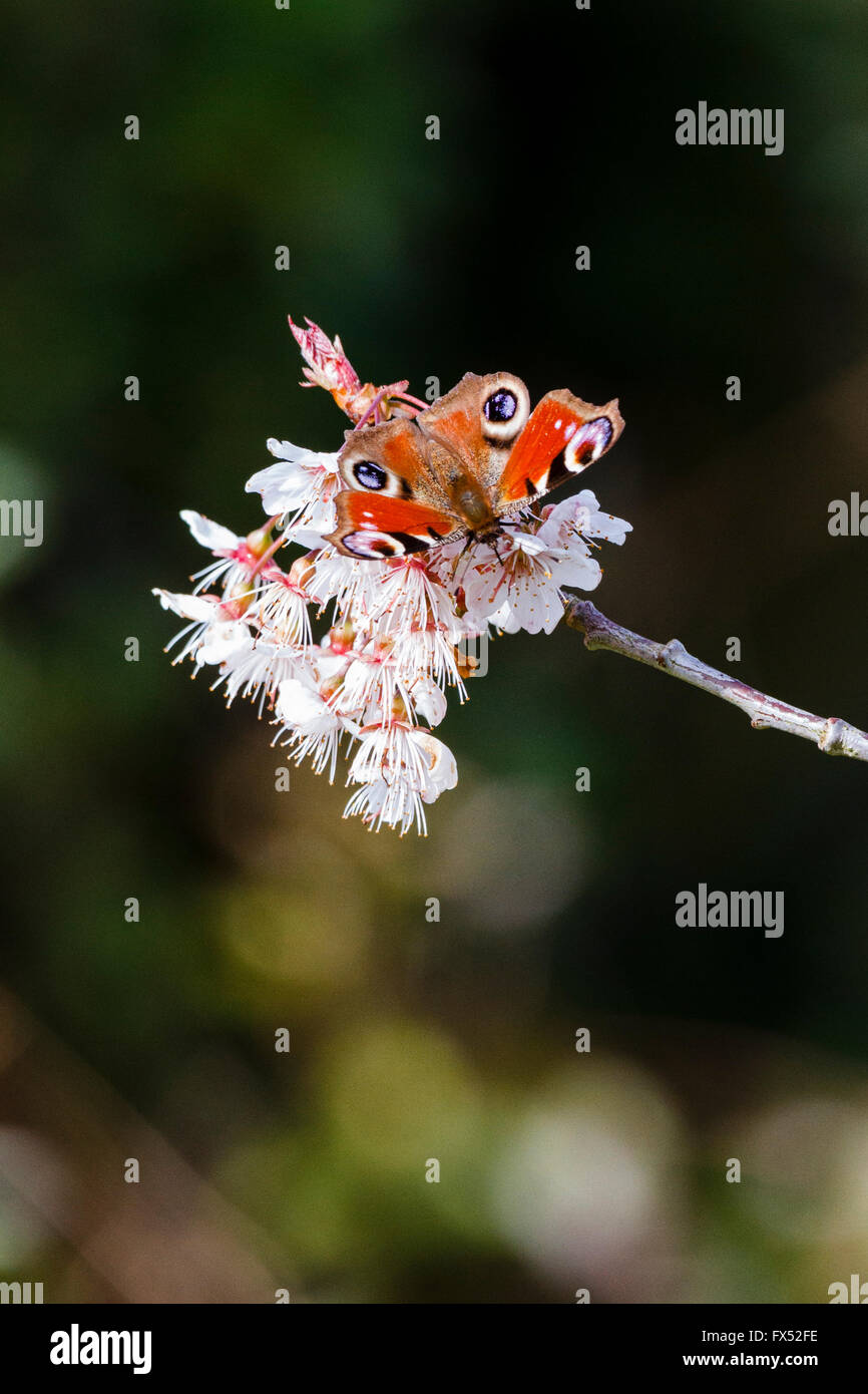 12 avril, 2016. Météo France : 12 avril 2016. Un papillon paon (Inachis io) sur certaines terres cherry blossom dans le chaud soleil matinal, East Sussex, UK Crédit : Ed Brown/Alamy Live News Banque D'Images