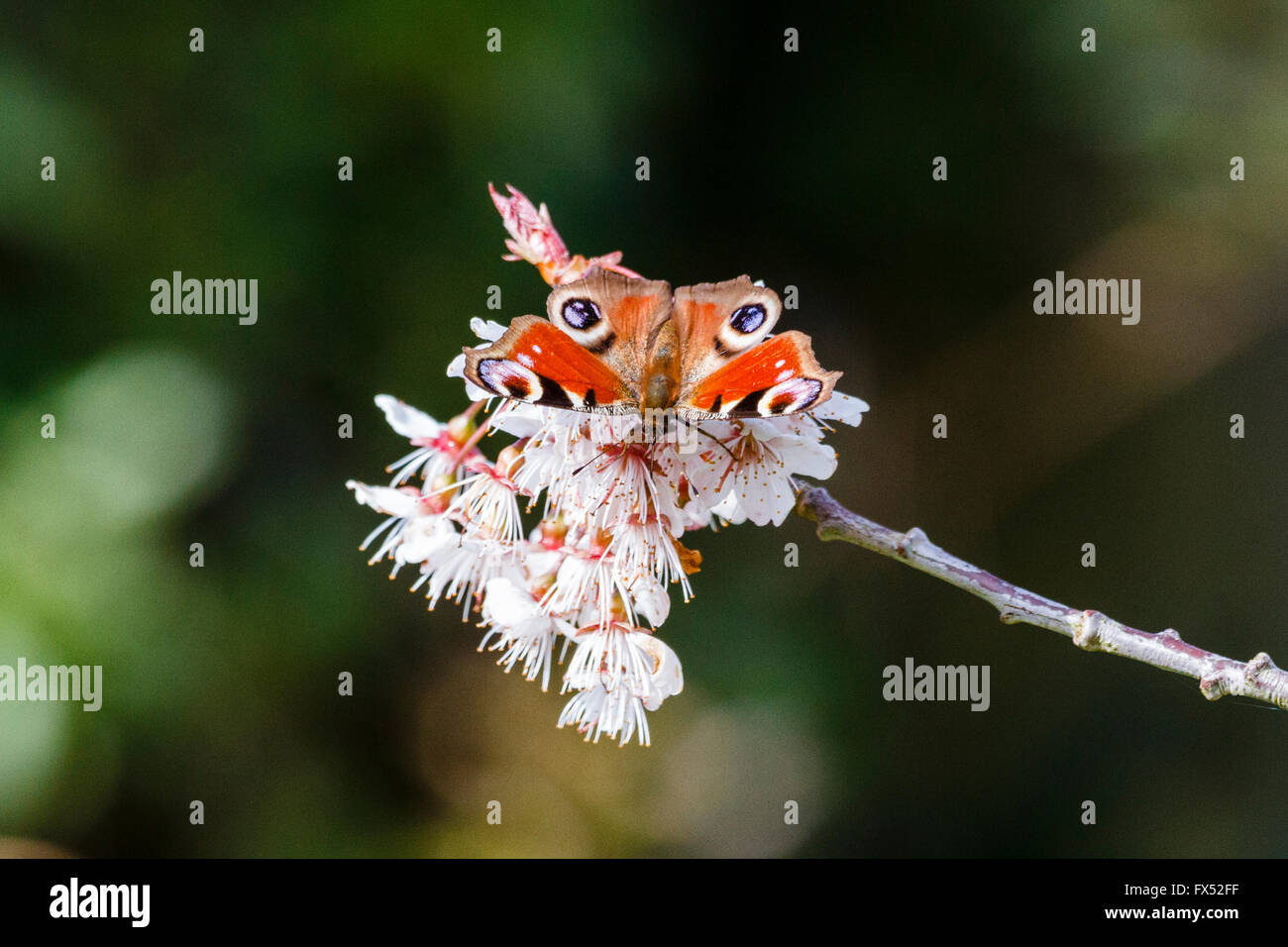 12 avril, 2016. Météo France : 12 avril 2016. Un papillon paon (Inachis io) sur certaines terres cherry blossom dans le chaud soleil matinal, East Sussex, UK Crédit : Ed Brown/Alamy Live News Banque D'Images
