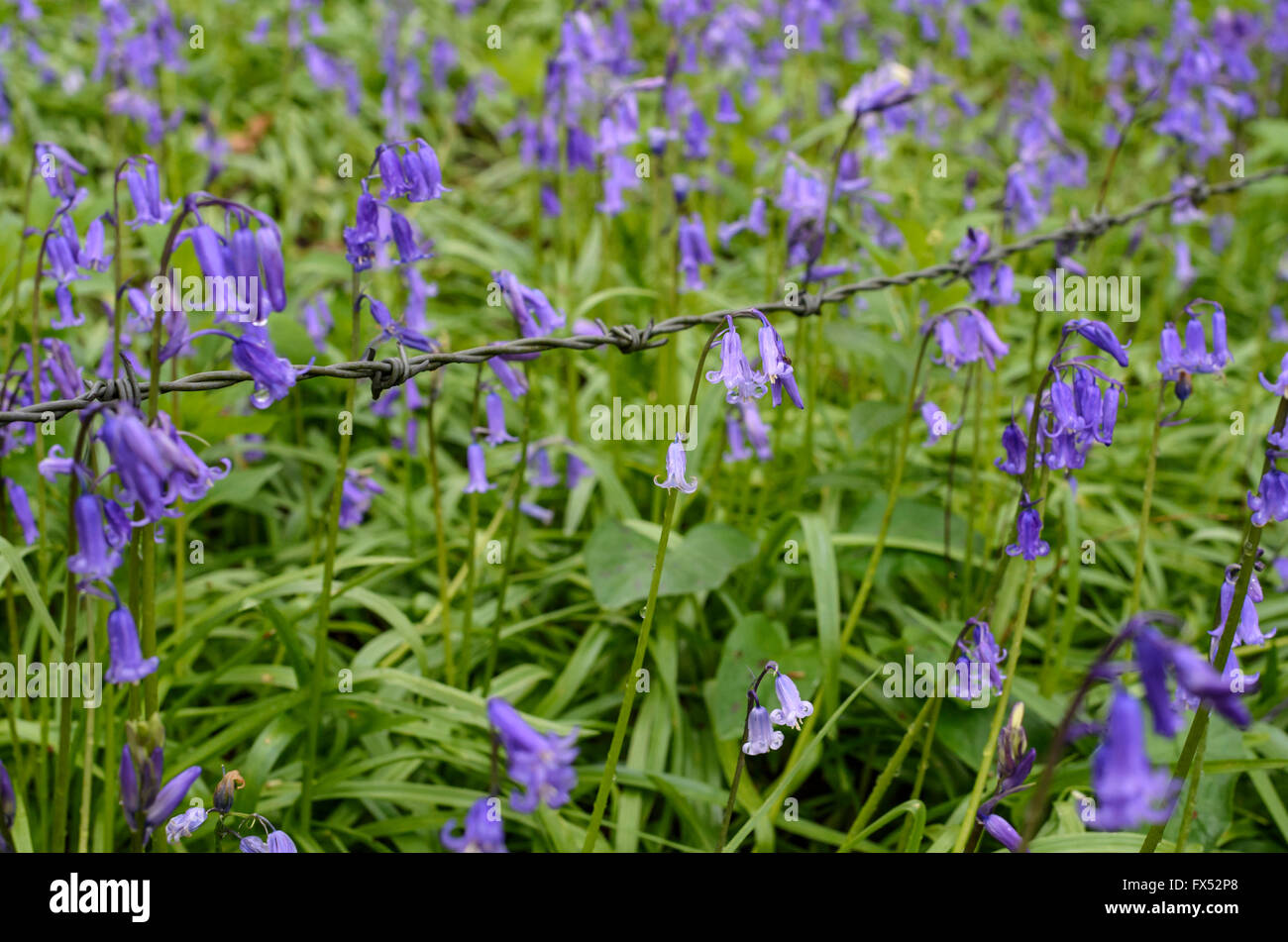 English bluebells croissant sur la frontière d'un bois dans la région de Warwickshire, Angleterre, RU Banque D'Images