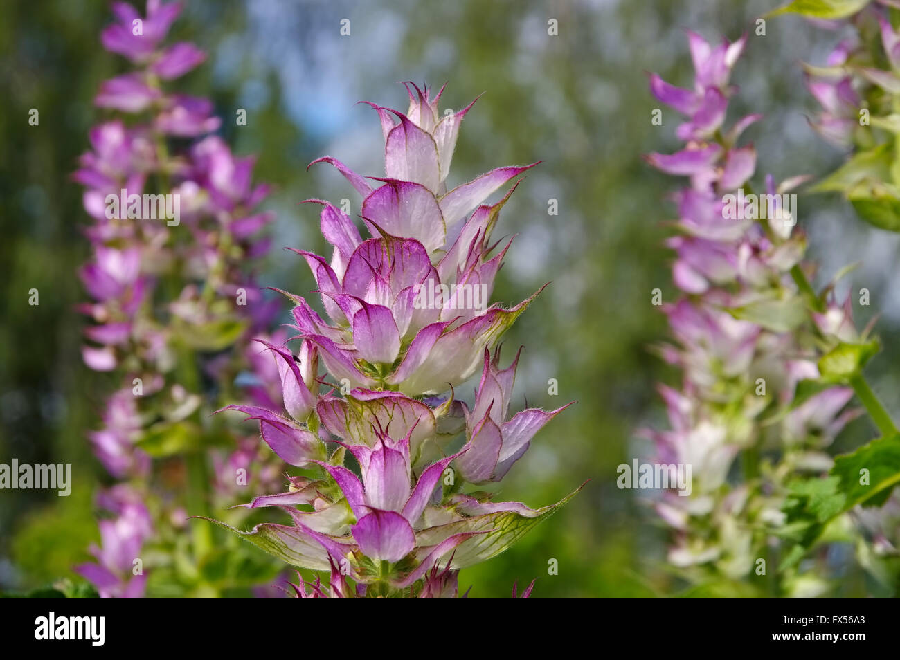 Muskatellersalbei im Garten - sauge sclarée plante dans jardin en été Banque D'Images