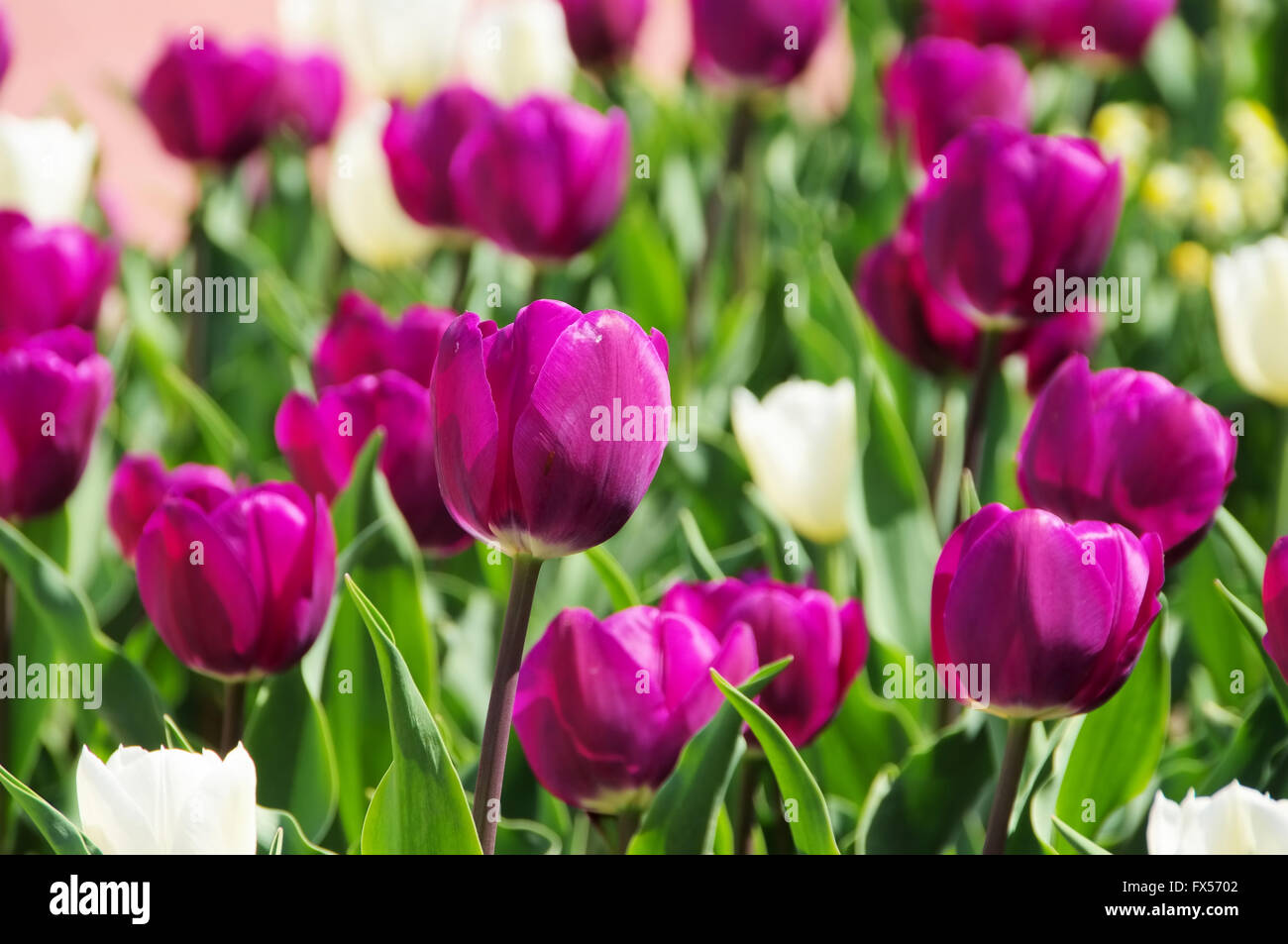 Tulpen lila und weiss - tulipe Mauve et blanc 03 Banque D'Images