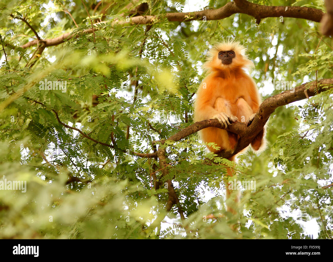 Gee's langur Doré (Golden Monkey) un singe vervet trouvés en Assam, Inde.C'est une des espèces de primates les plus menacées Banque D'Images
