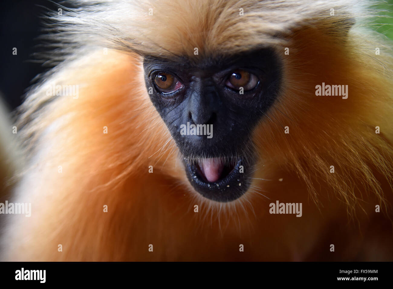 Gee's langur Doré (Golden Monkey) un singe vervet trouvés en Assam, Inde.C'est une des espèces de primates les plus menacées Banque D'Images
