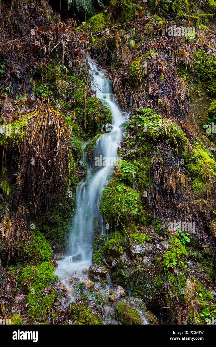 Cascade sur une petite colline, dans l'Oregon. Banque D'Images