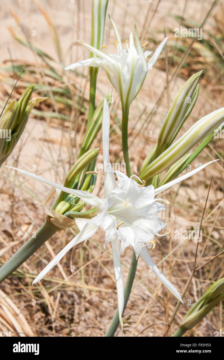 Une fleur blanche de la jonquille la mer, Pancratium maritimum, sur la croissance du sable d'une plage italienne Banque D'Images