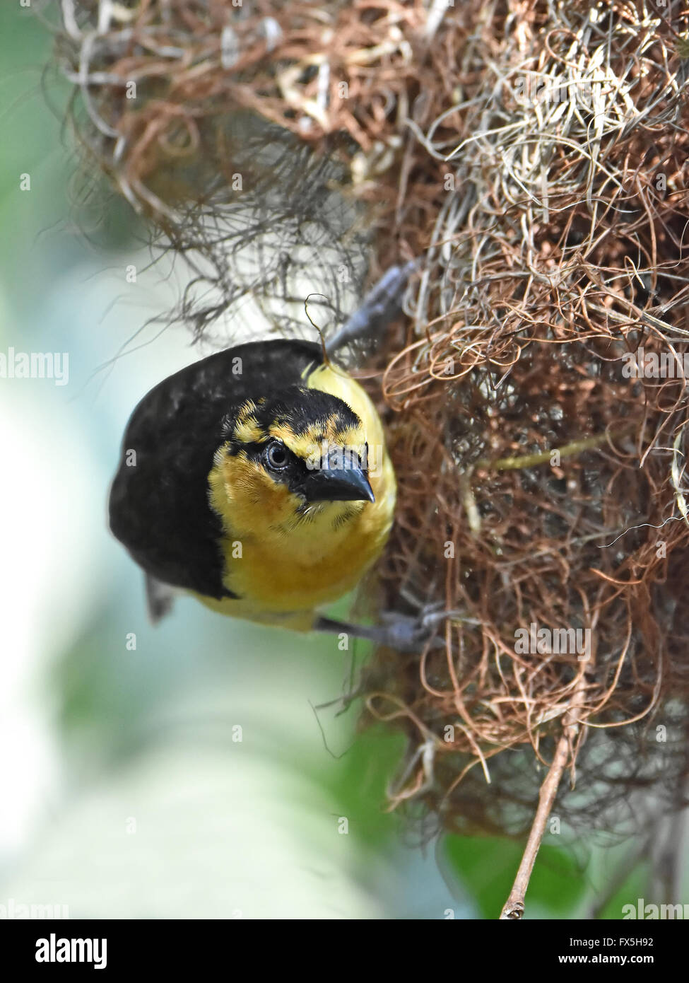 Black necked weaver pendant du de son nid Banque D'Images