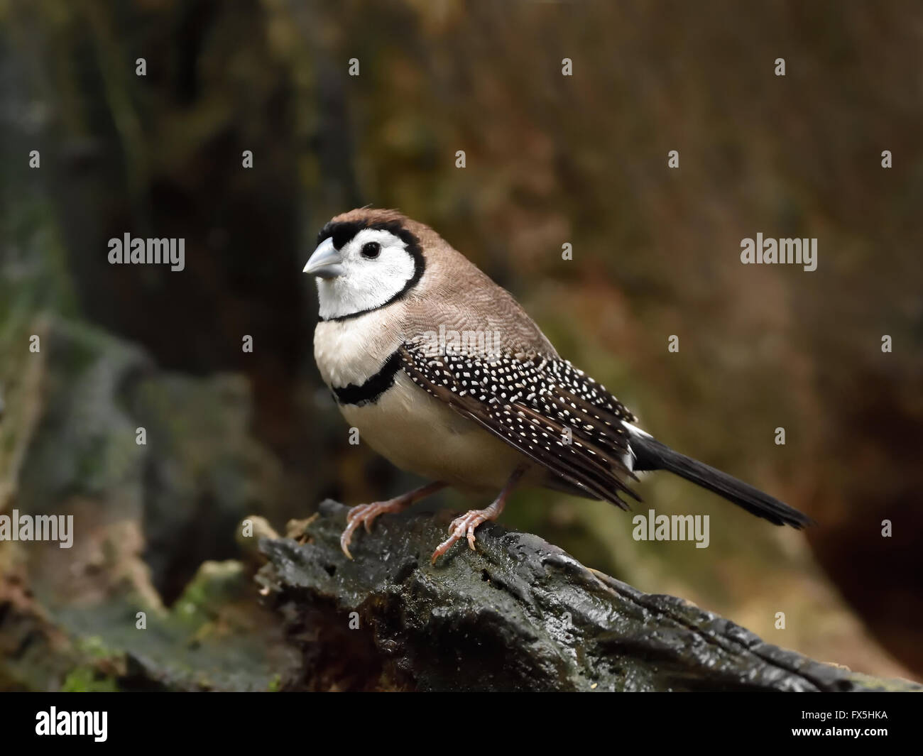 Barré double finch se reposant sur une branche dans son habitat Banque D'Images