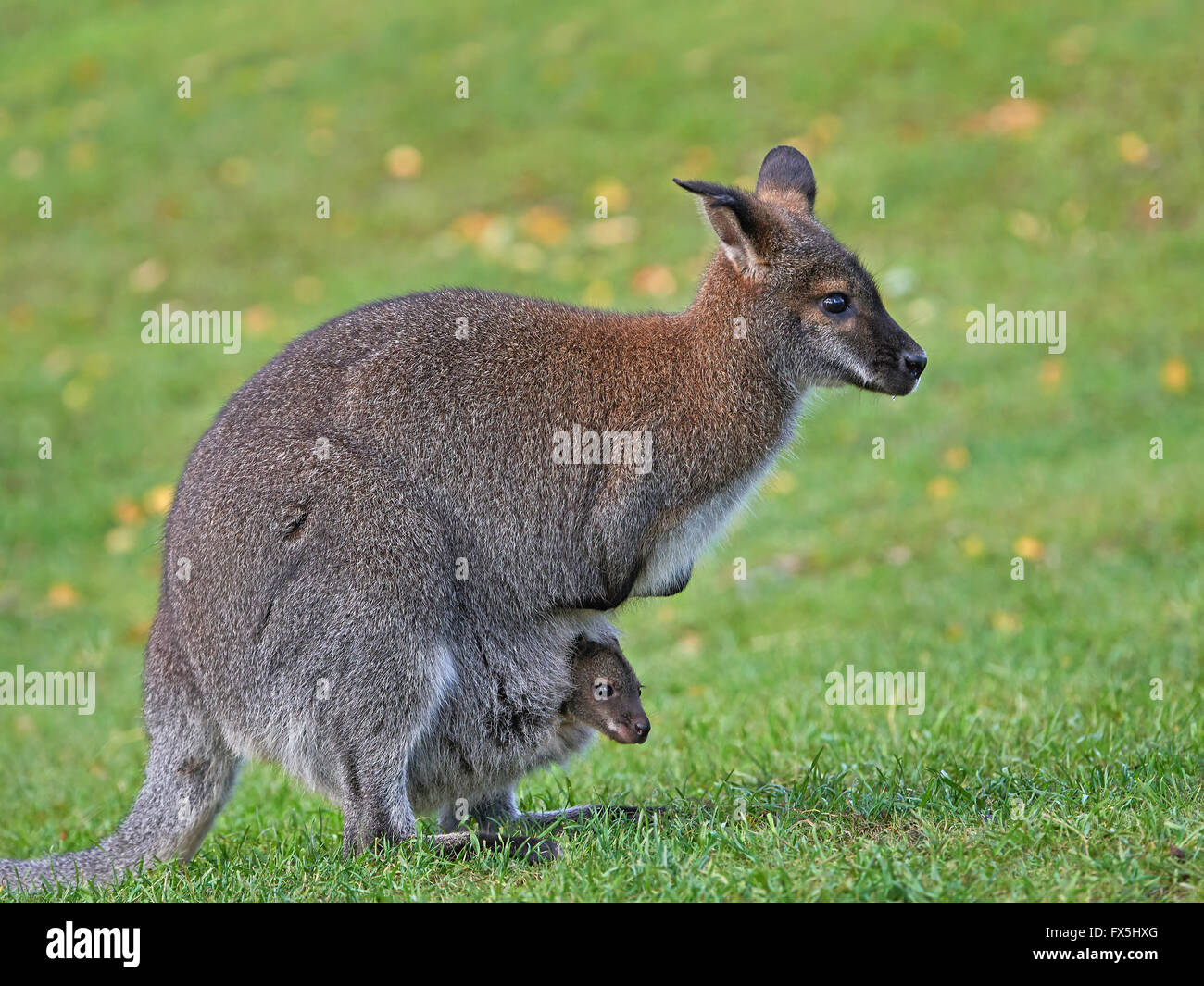 Wallaby à cou rouge avec une pochette de Joey Banque D'Images