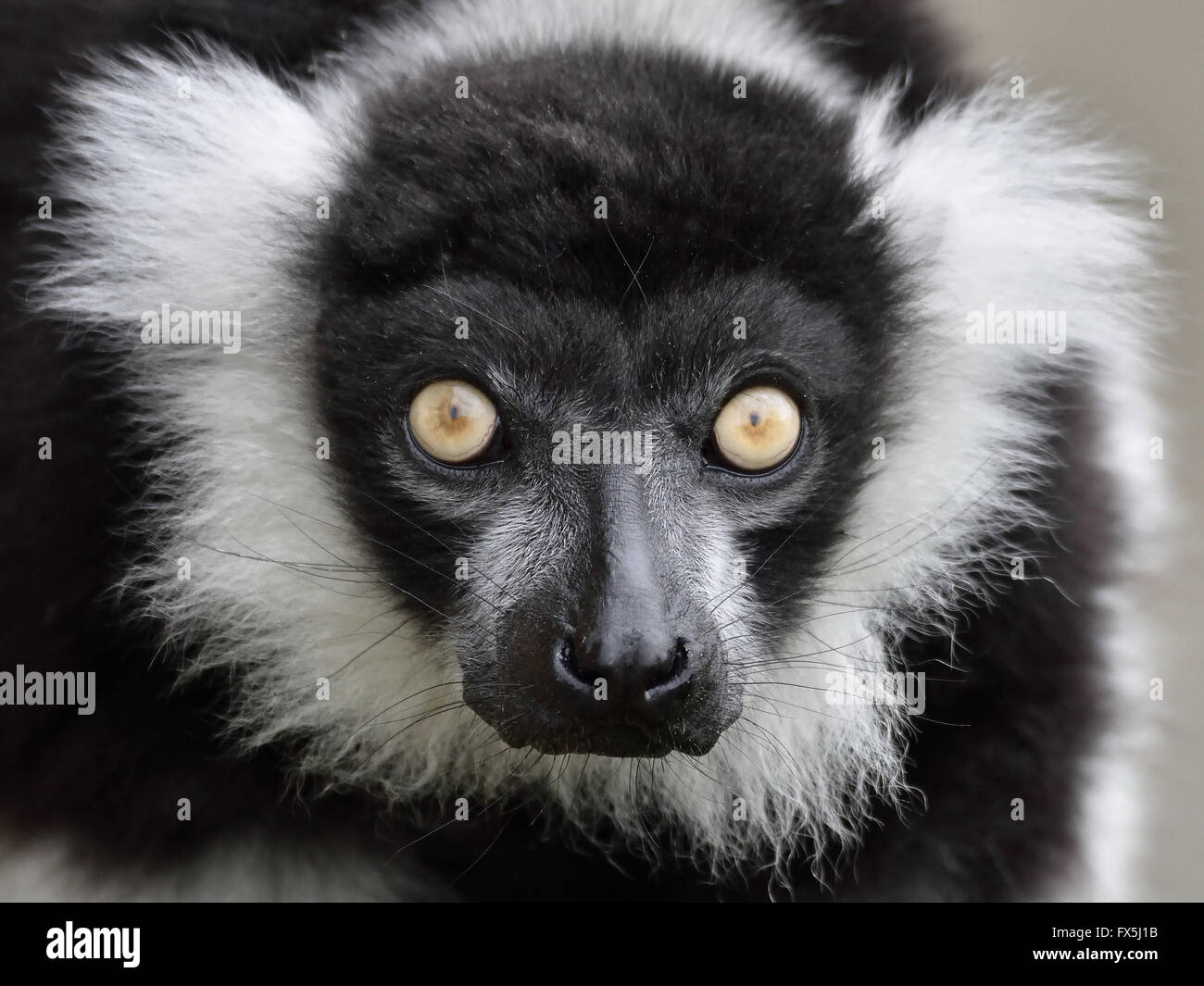 Closeup portrait noir et blanc de la gélinotte Lemur Banque D'Images