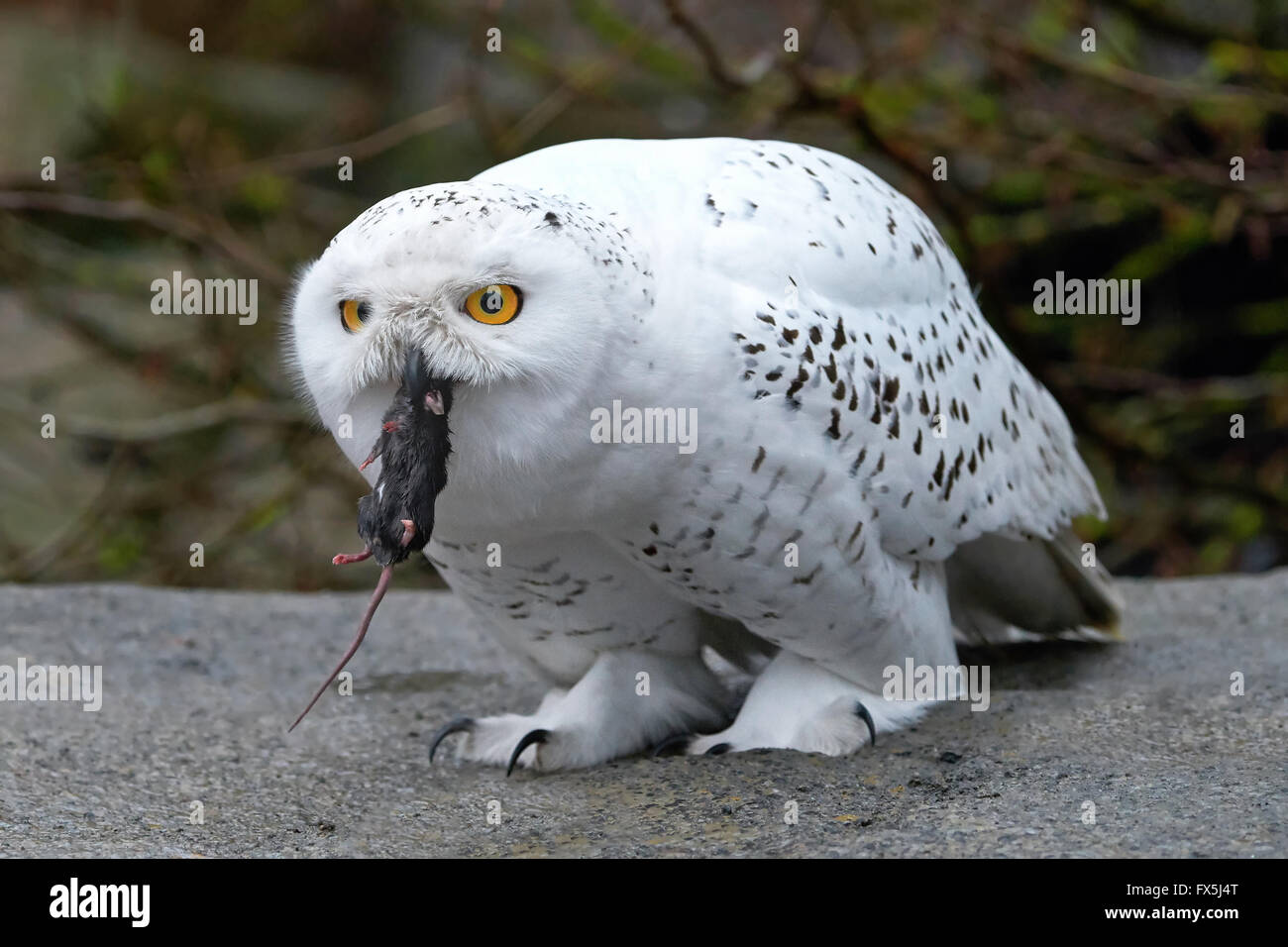 Snowy Owl assis sur un rocher avec un souris dans son bec Banque D'Images
