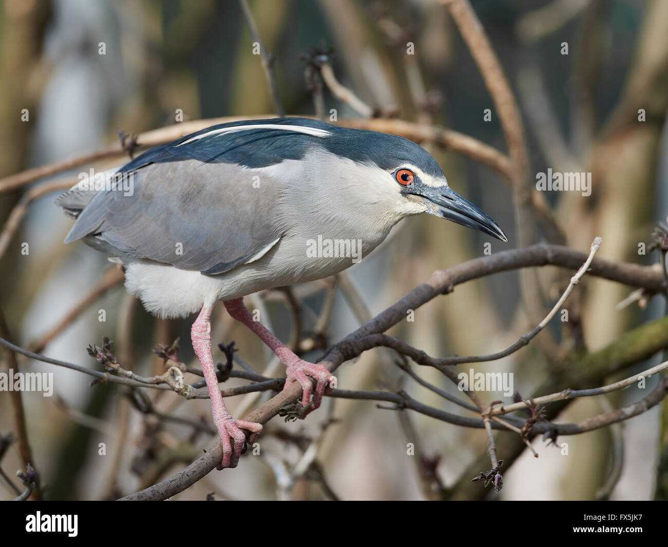 Bihoreau gris se reposant sur une branche dans son habitat Banque D'Images