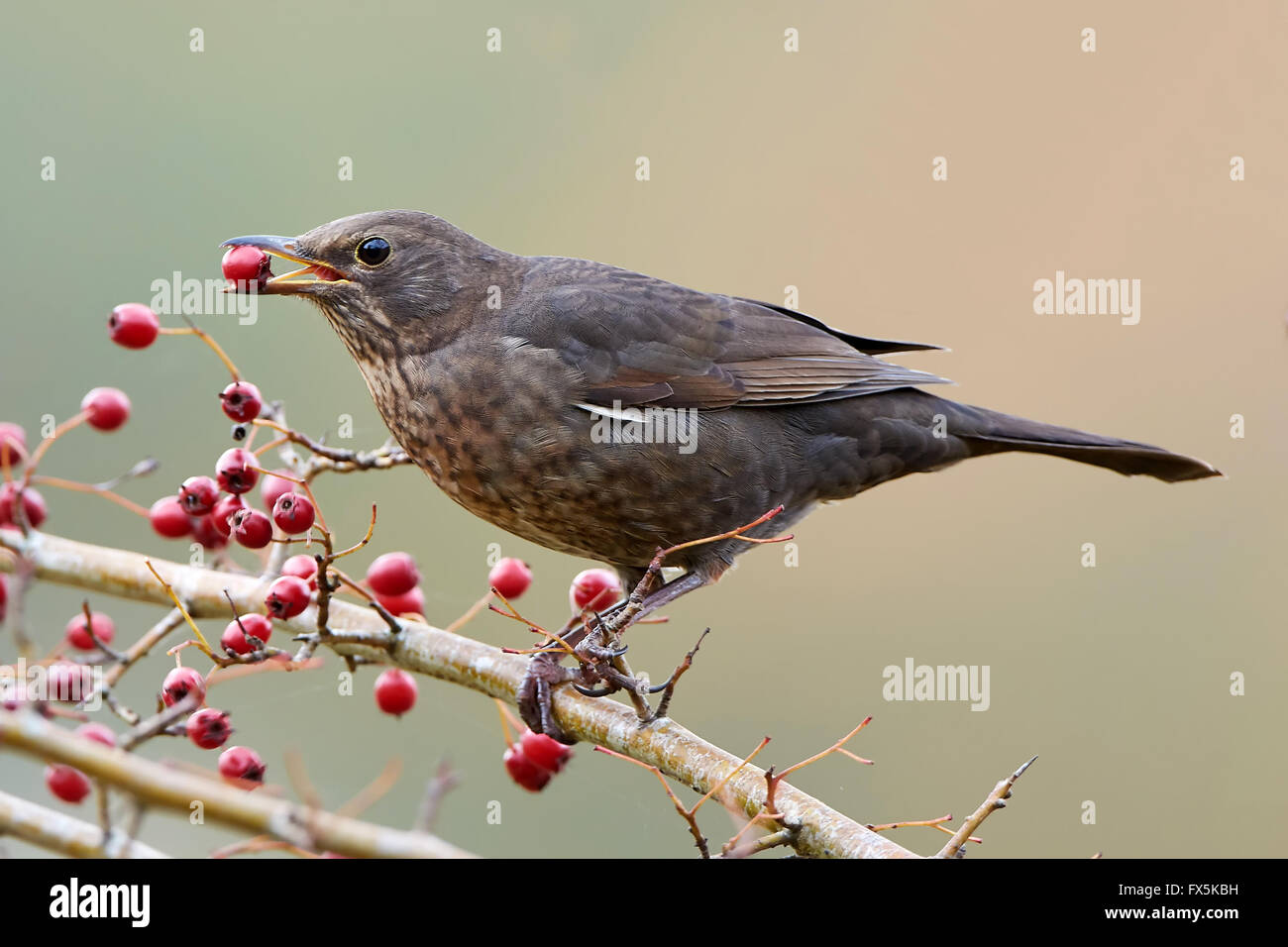 Blackbird assis sur une branche avec un red berrie dans son bec Banque D'Images