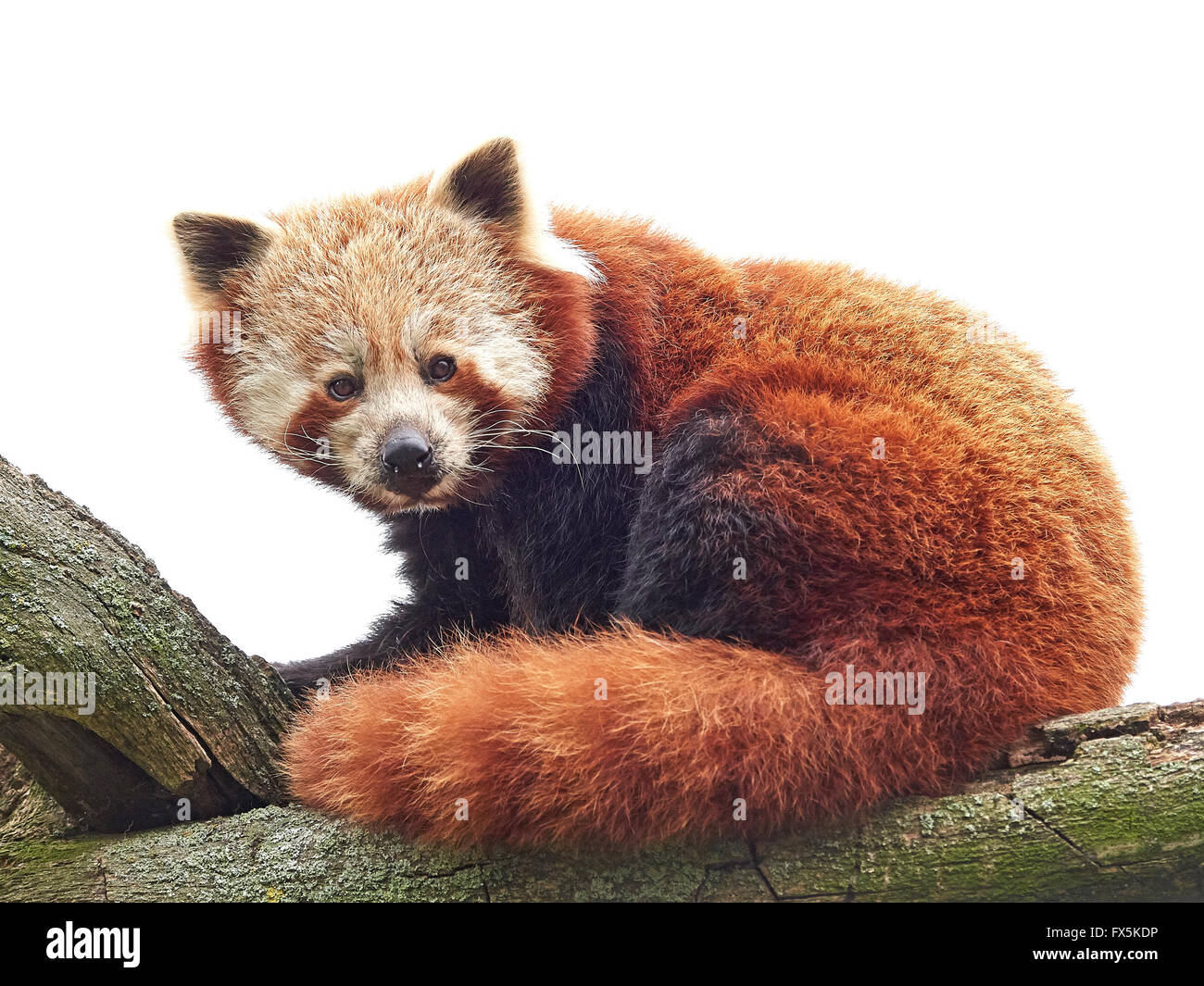 Le panda rouge se reposant dans un arbre dans son habitat Banque D'Images