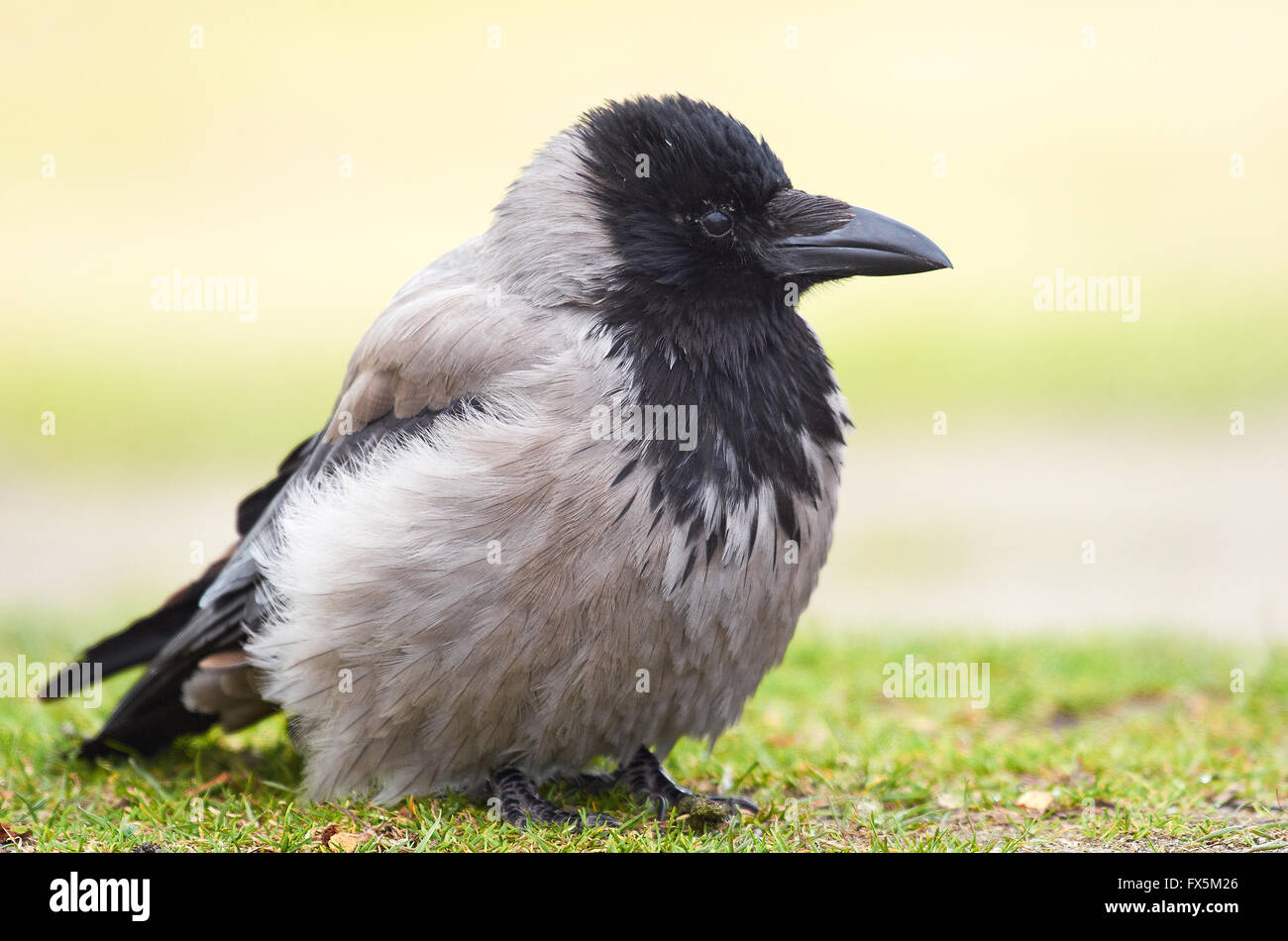 Hooded Crow reposant sur le sol Banque D'Images