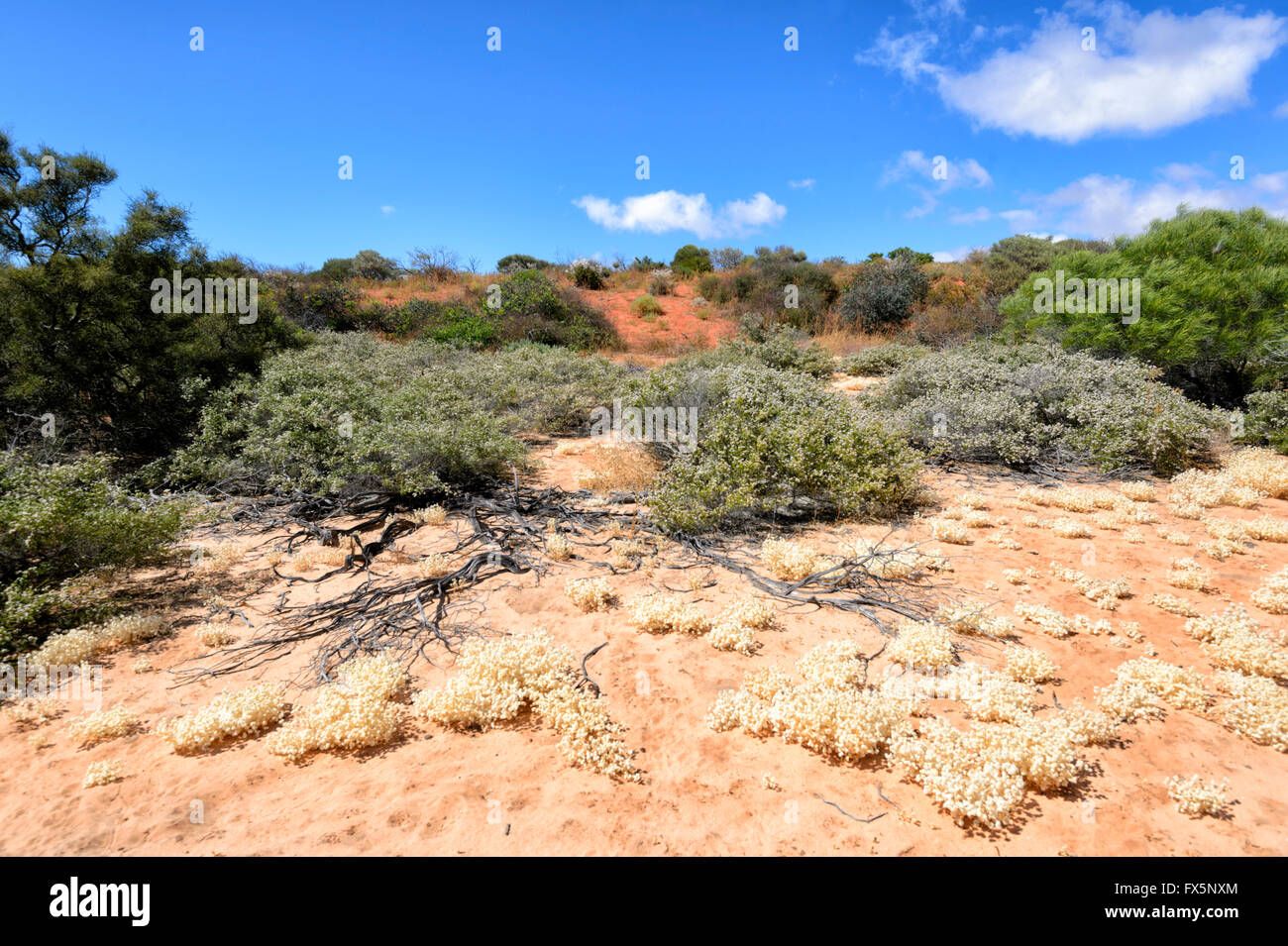 Végétation de la côte nord-ouest de l'Australie occidentale, Australie Banque D'Images