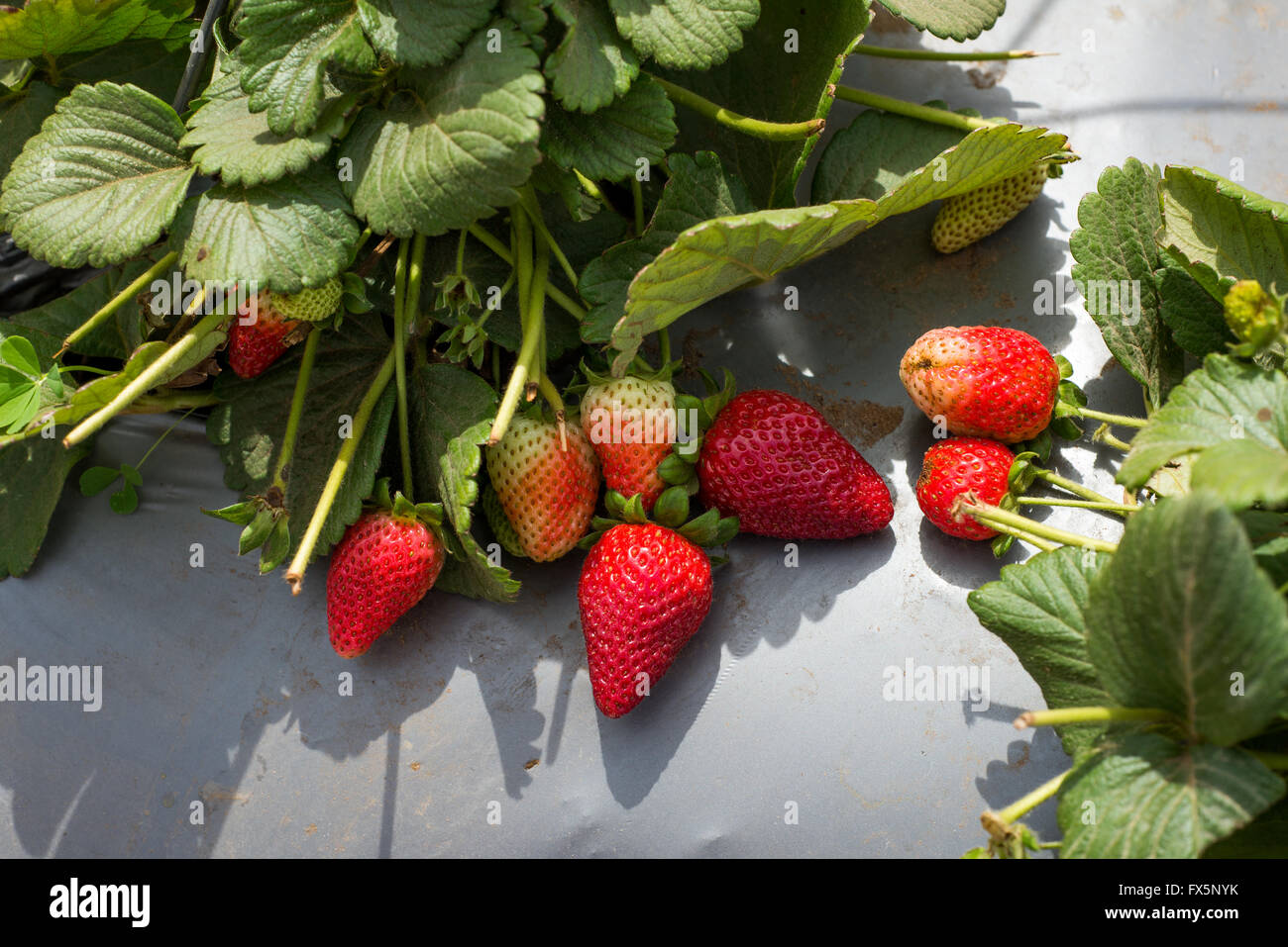 Cultiver des fraises dans une ferme en Israël Banque D'Images