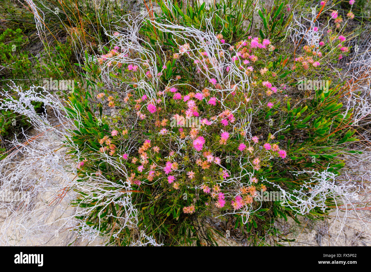 Desert Bloom, côte nord-ouest de l'Australie occidentale, Australie Banque D'Images