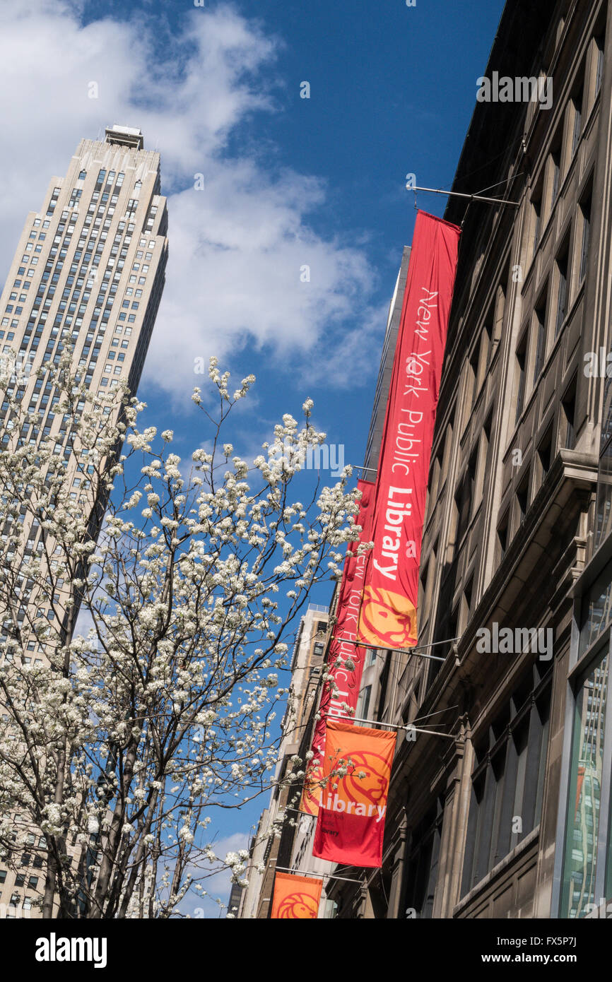 Mid-Manhattan Library Bannières et arbre fleurissant au printemps, 455 Fifth Avenue at 40th Street, NEW YORK CITY Banque D'Images