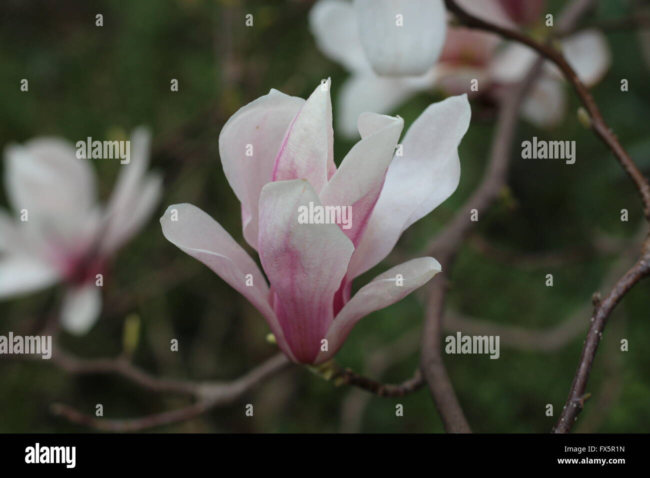 Gros plan d'une fleur de magnolia Banque D'Images