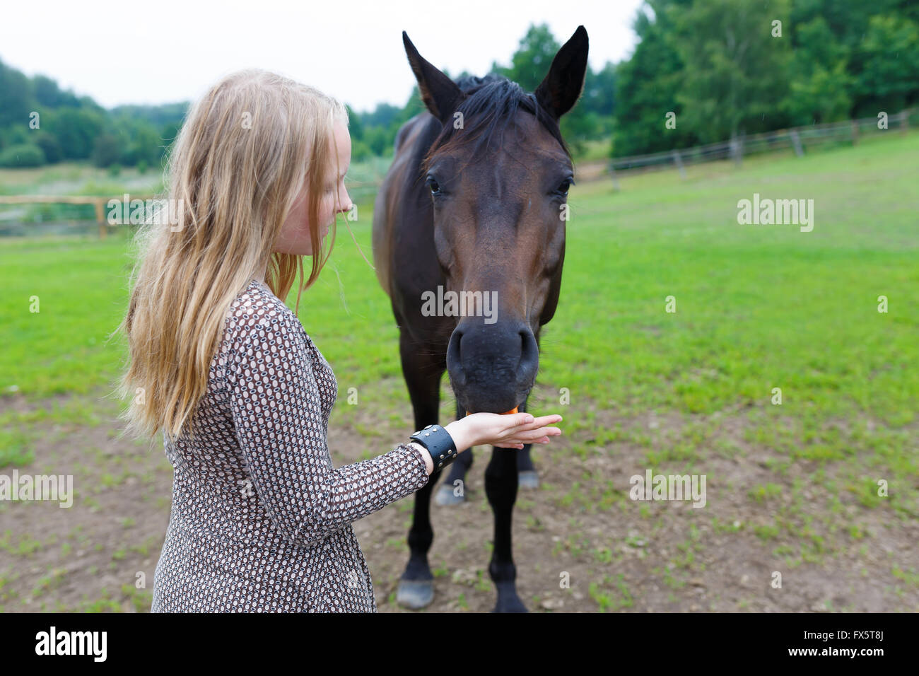 Jeune fille nourrir le cheval une carotte sur le pré Banque D'Images