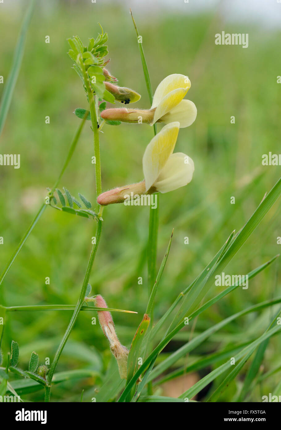 La vesce jaune poilue - Vicia hybrida Fleur d'escalade de Chypre Banque D'Images