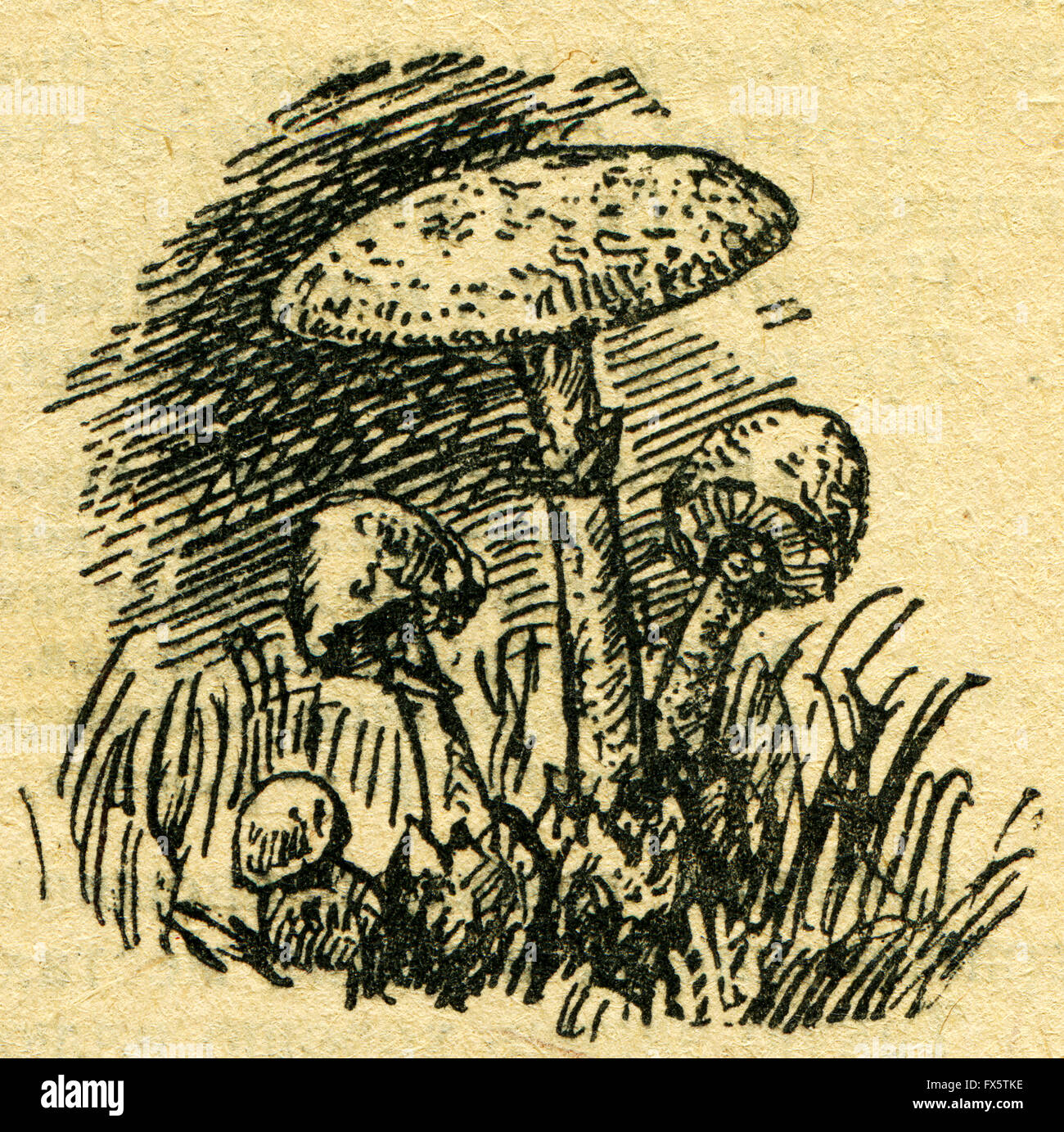 Amanita phalloides communément appelé la mort cap - une illustration de l'album "Dans le sillage de Robinson Crusoé', Moscou, URSS, 1946 Banque D'Images