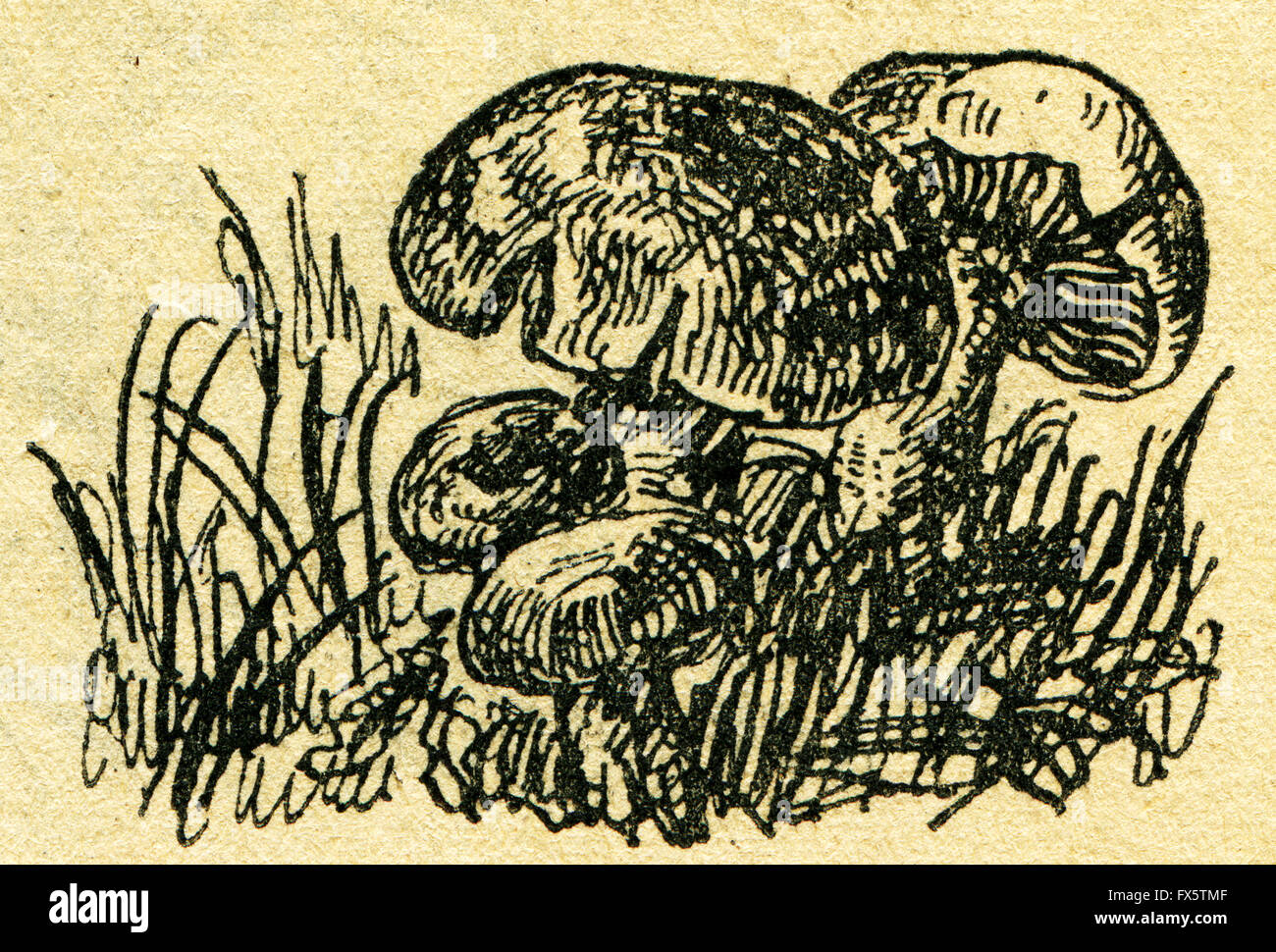 Russula foetens communément connue sous le nom de russula puant - une illustration de l'album "Dans le sillage de Robinson Crusoé', Moscou, URSS, 1946 Banque D'Images