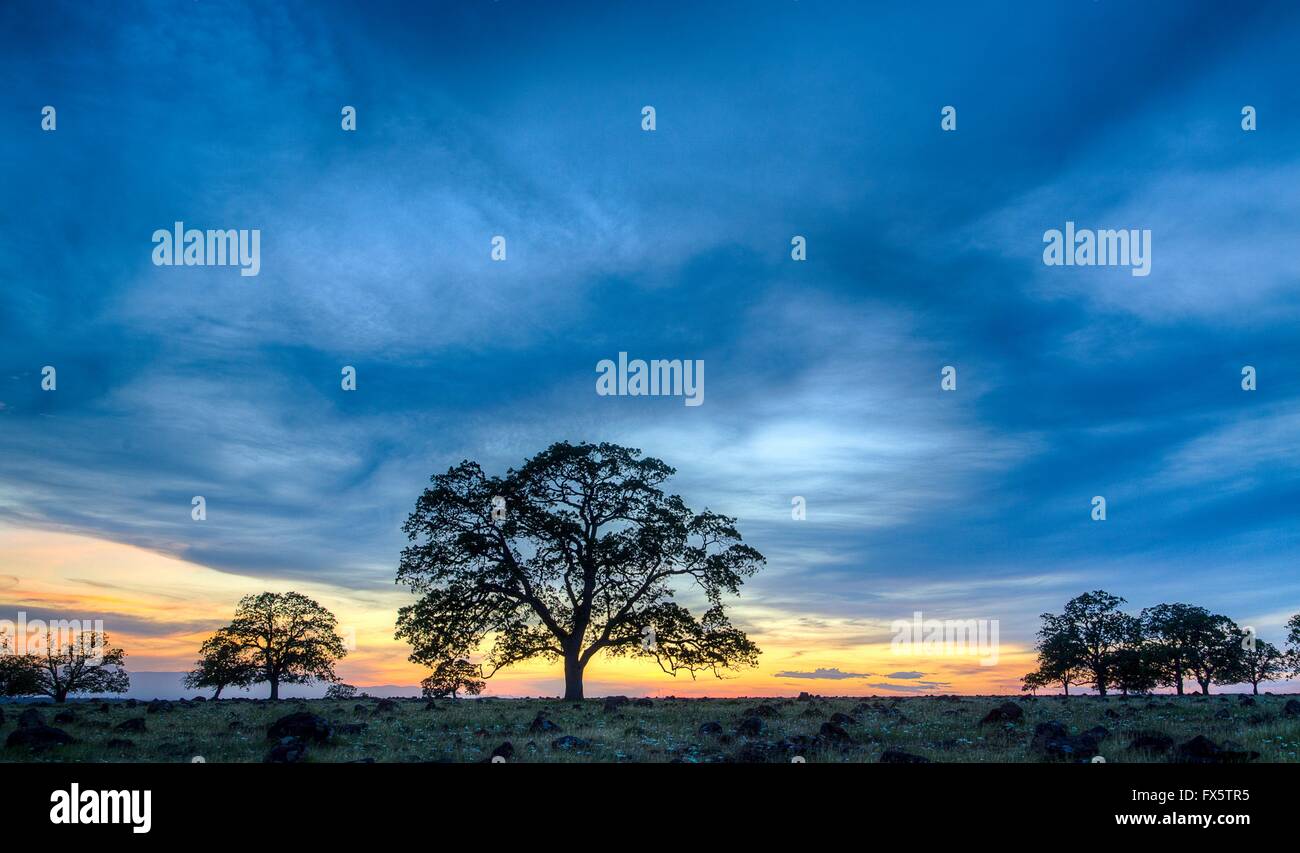 Coucher de soleil sur bleu antique chêne sur une zone humide à la savane Sacramento River Bend zone naturelle exceptionnelle préserver près de Redding, en Californie. Banque D'Images