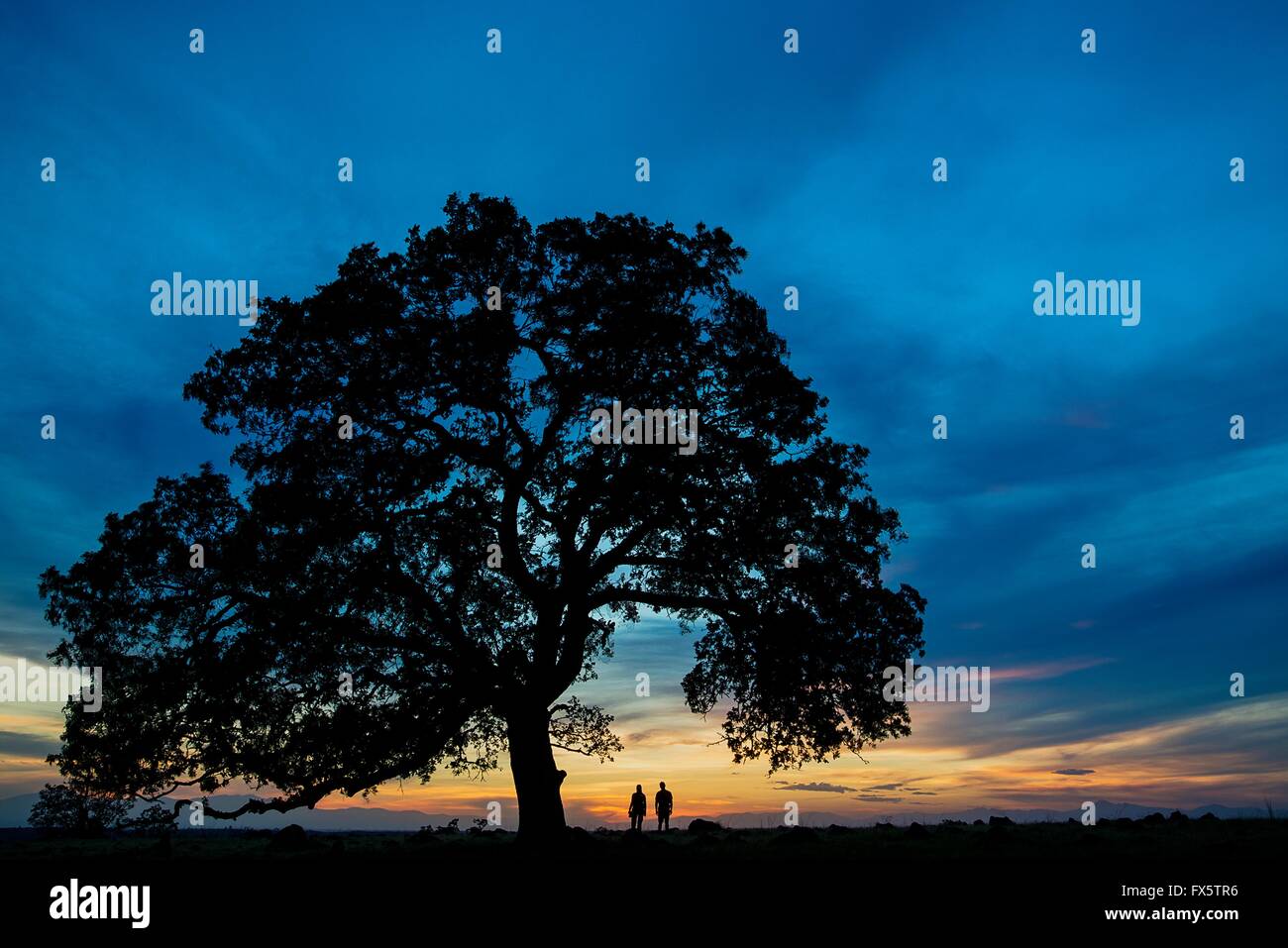 Un couple de regarder le coucher du soleil sous un vieux chêne bleu sur une zone humide à la savane Sacramento River Bend zone naturelle exceptionnelle préserver près de Redding, en Californie. Banque D'Images