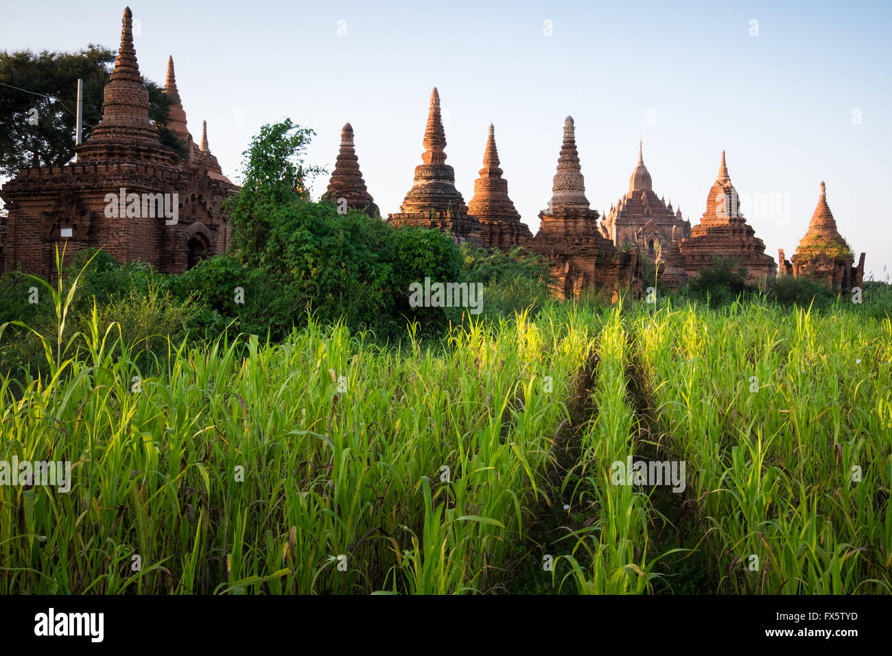 Anciens temples près de champs de maïs dans la région de Bagan, Myanmar Banque D'Images