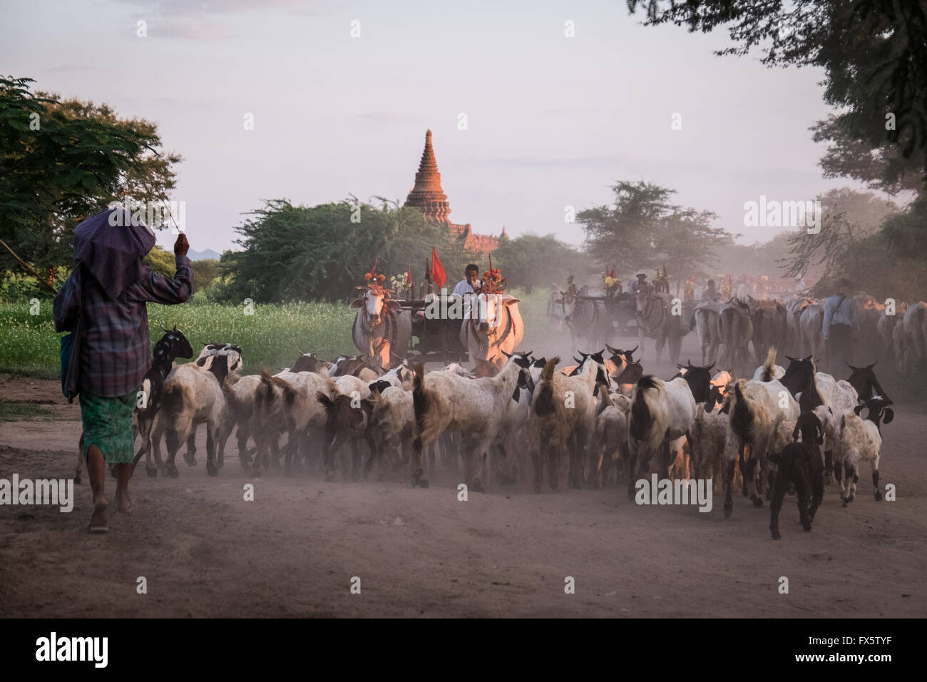 L'élevage des éleveurs de bétail leur bétail à travers les chemins de terre poussiéreux à Bagan au crépuscule Banque D'Images