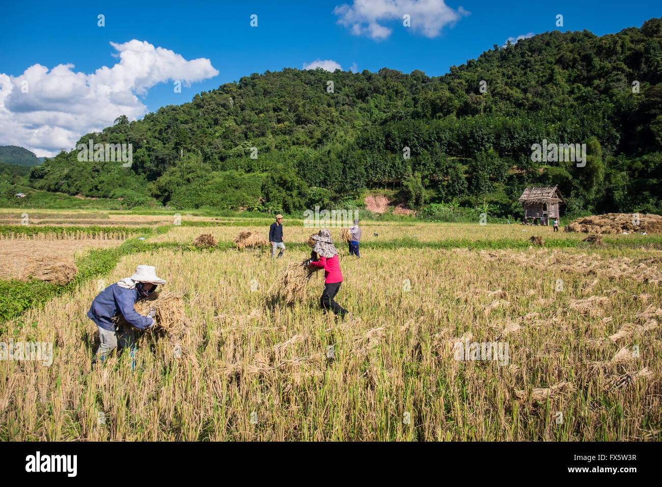 Les gens de la récolte du riz dans le bain d'après-midi près de Luang Namtha, au Laos Banque D'Images