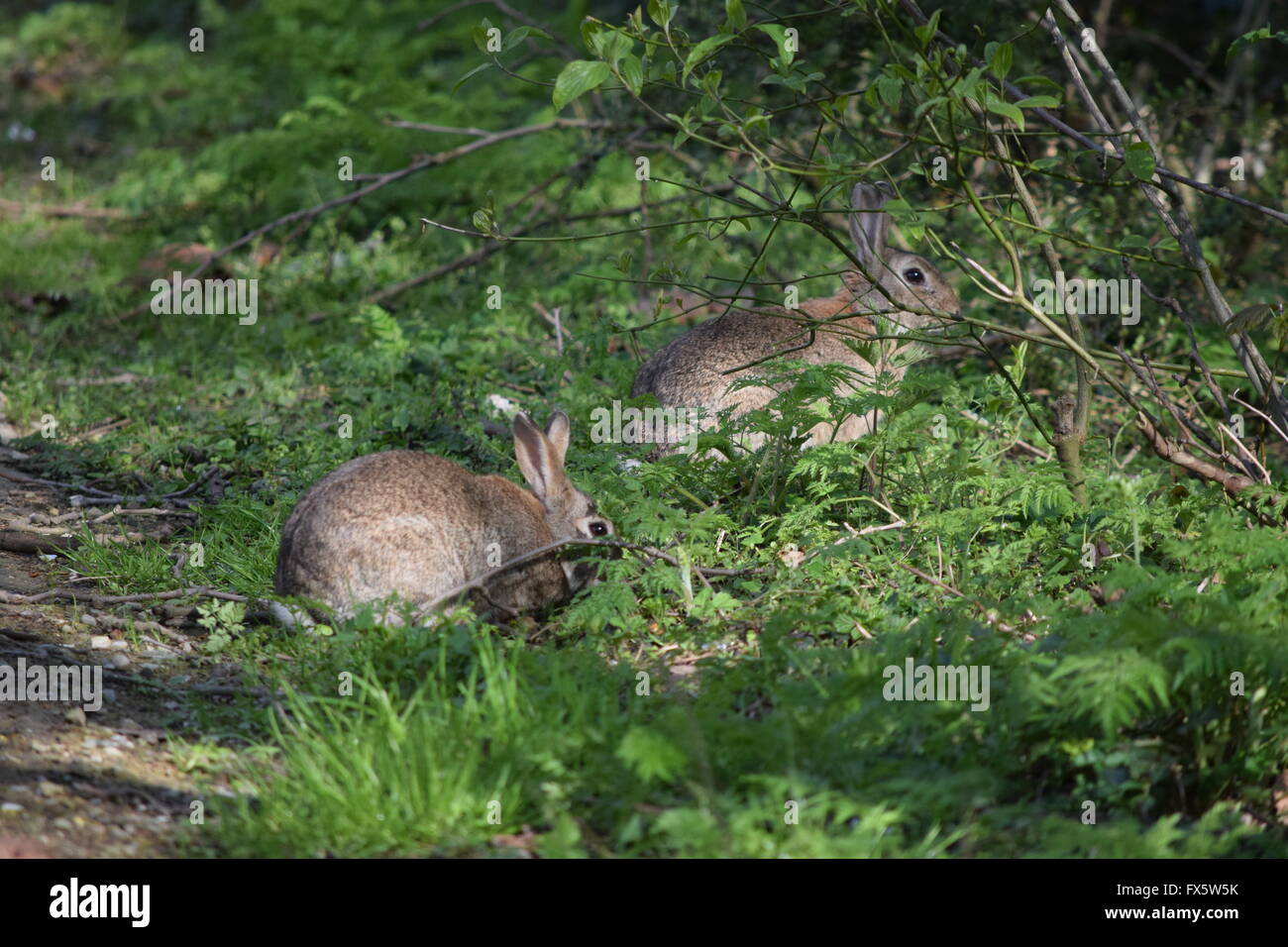 2 Les lapins se cachant dans les buissons Banque D'Images