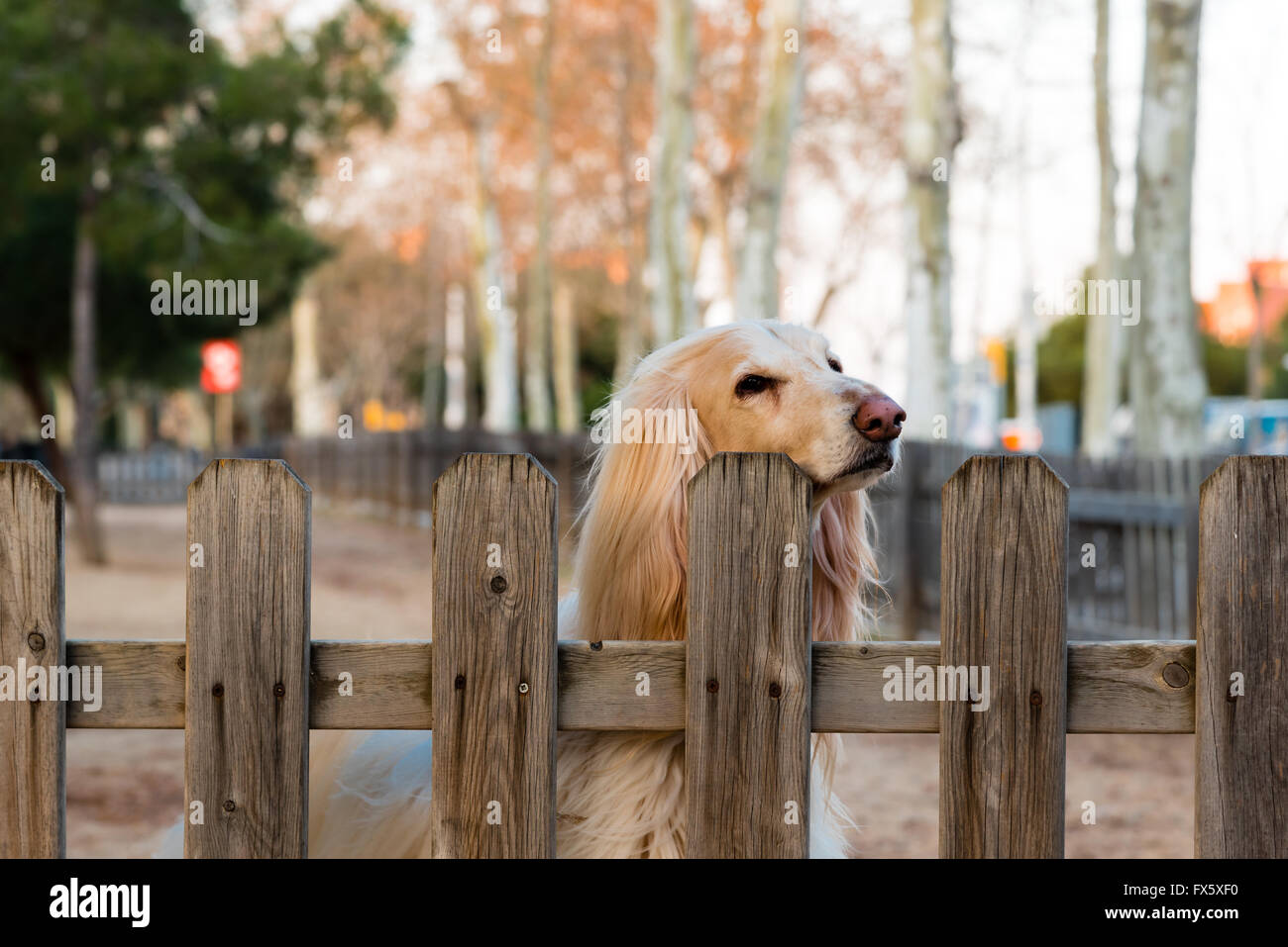 Blonde attend son chien fidèle retour propriétaires Banque D'Images