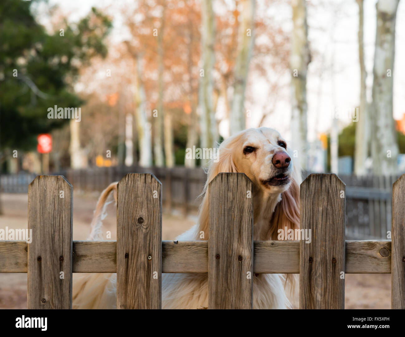 Blonde attend son chien fidèle retour propriétaires Banque D'Images