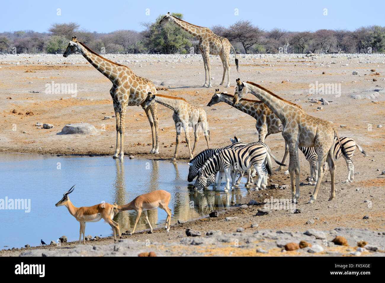 Les girafes, zèbres et impala de boire à Chudop Waterhole dans Etosha National Park, Namibie Banque D'Images