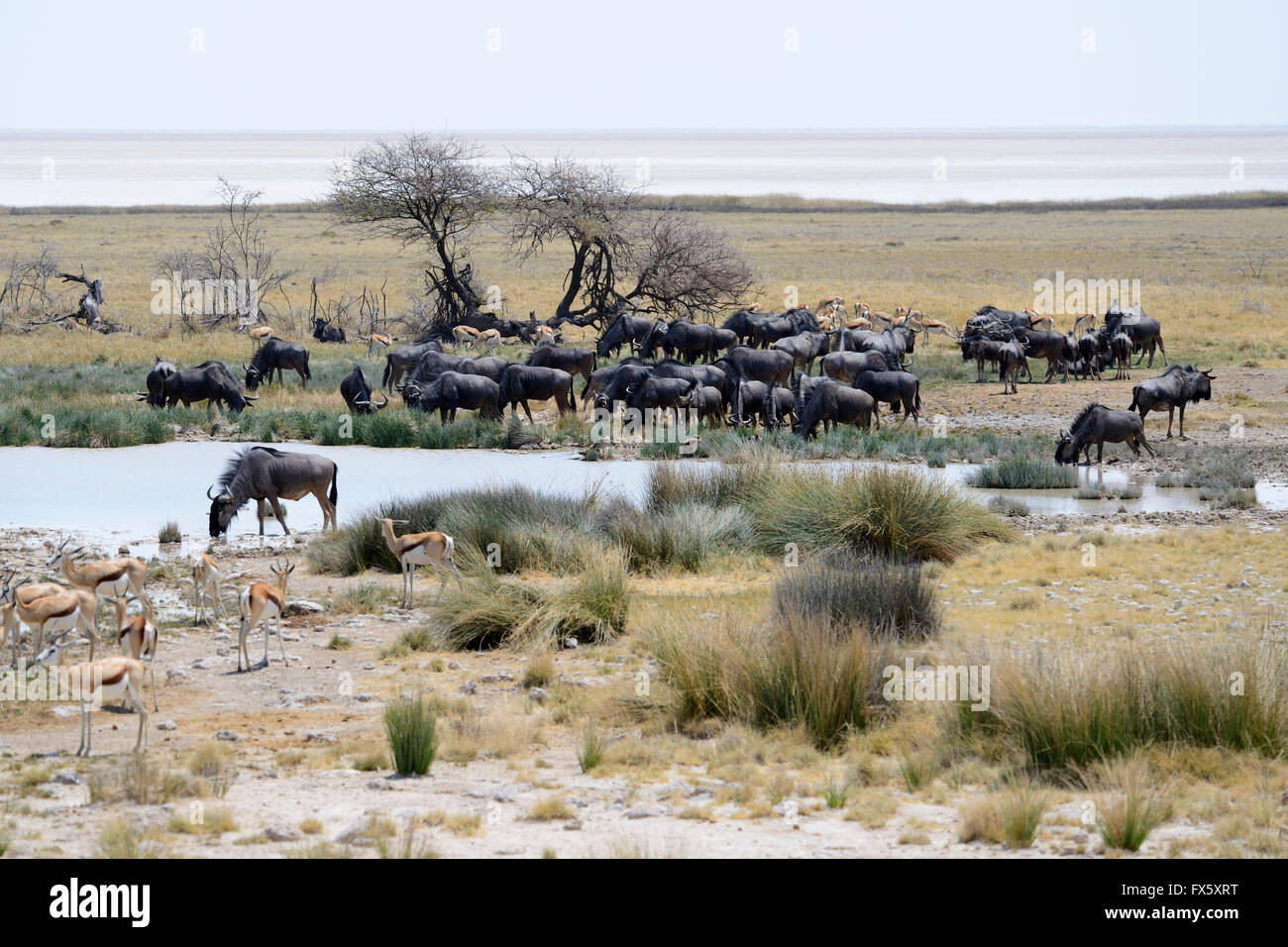Grand troupeau de Gnou bleu (Connochaetes taurinus) boire au point d'en El Cura Etosha National Park, Namibie Banque D'Images