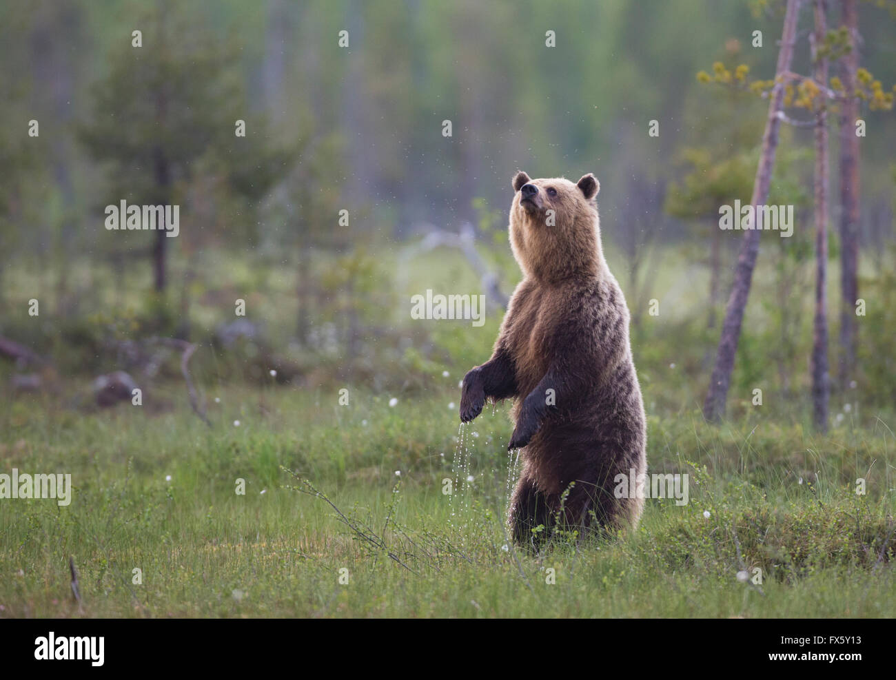 Ours brun, Ursus arctos, debout sur son dos les jambes ou les pattes arrière et reniflant dans l'air, Kuhmo, Finlande Banque D'Images